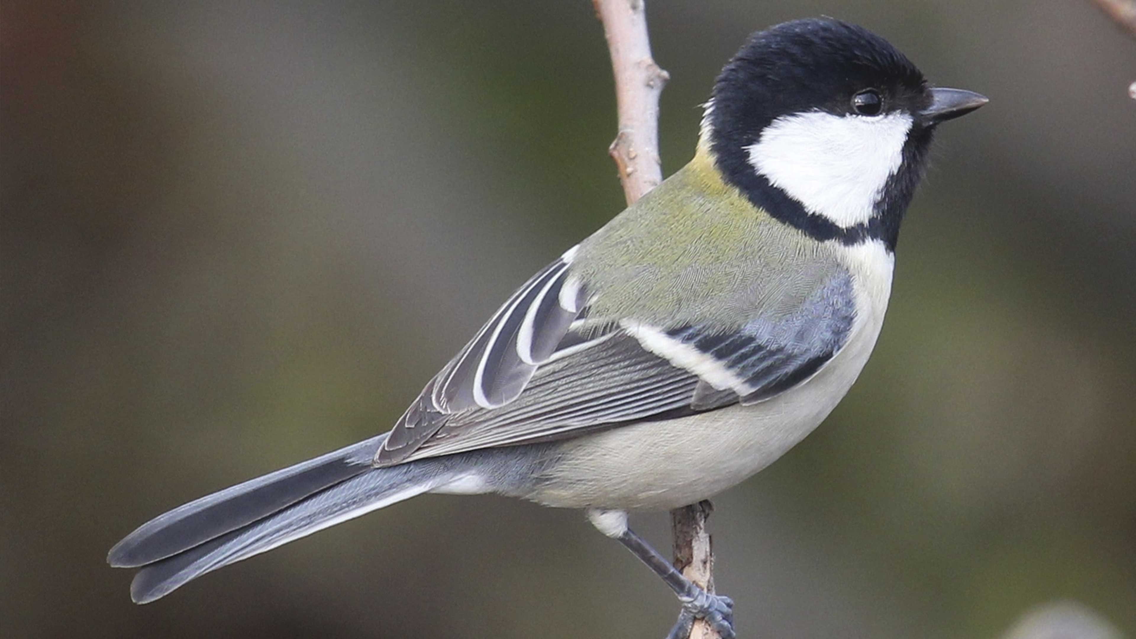 La sintaxis del canto de las aves