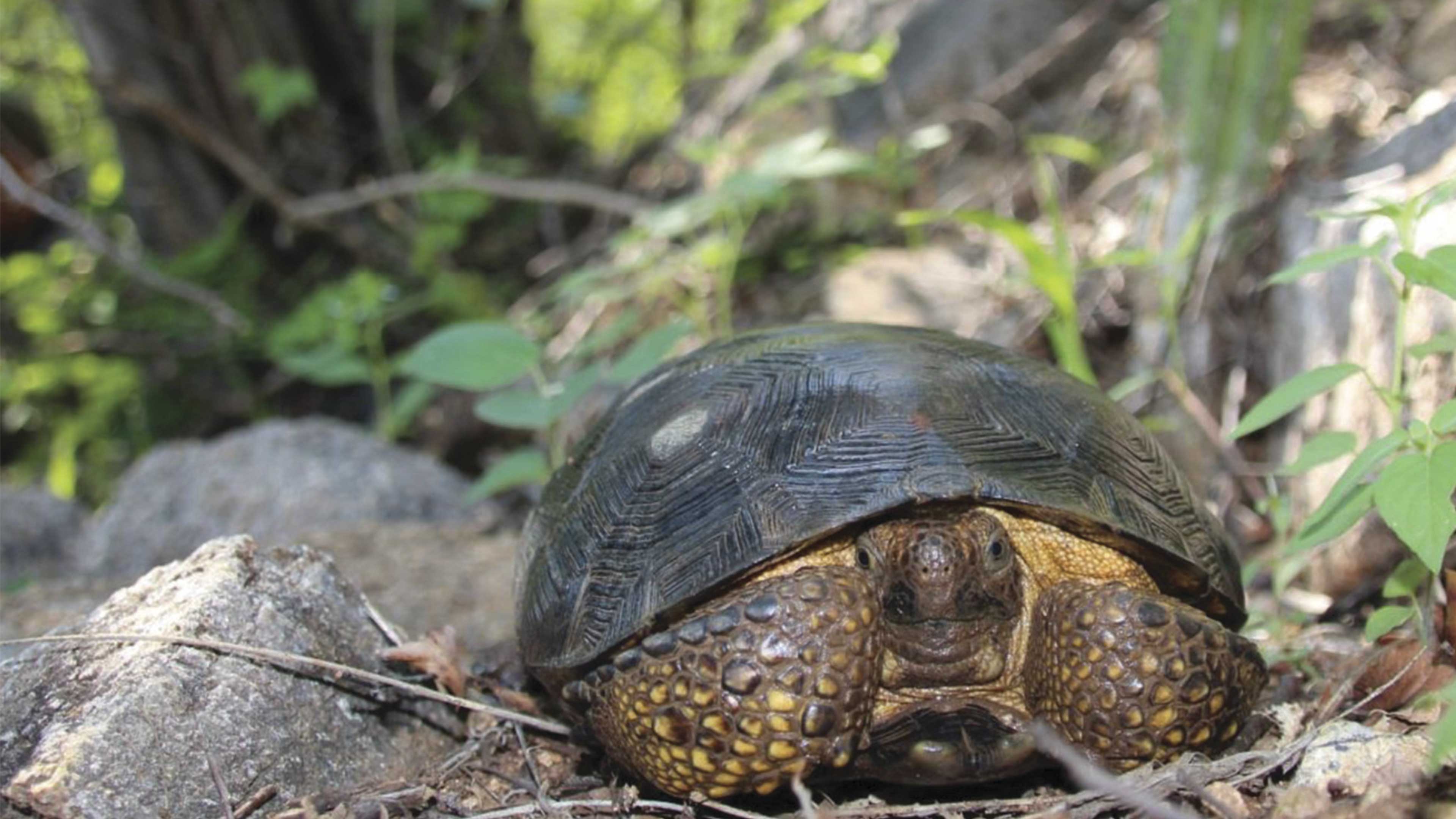 Nueva especie de tortuga en México