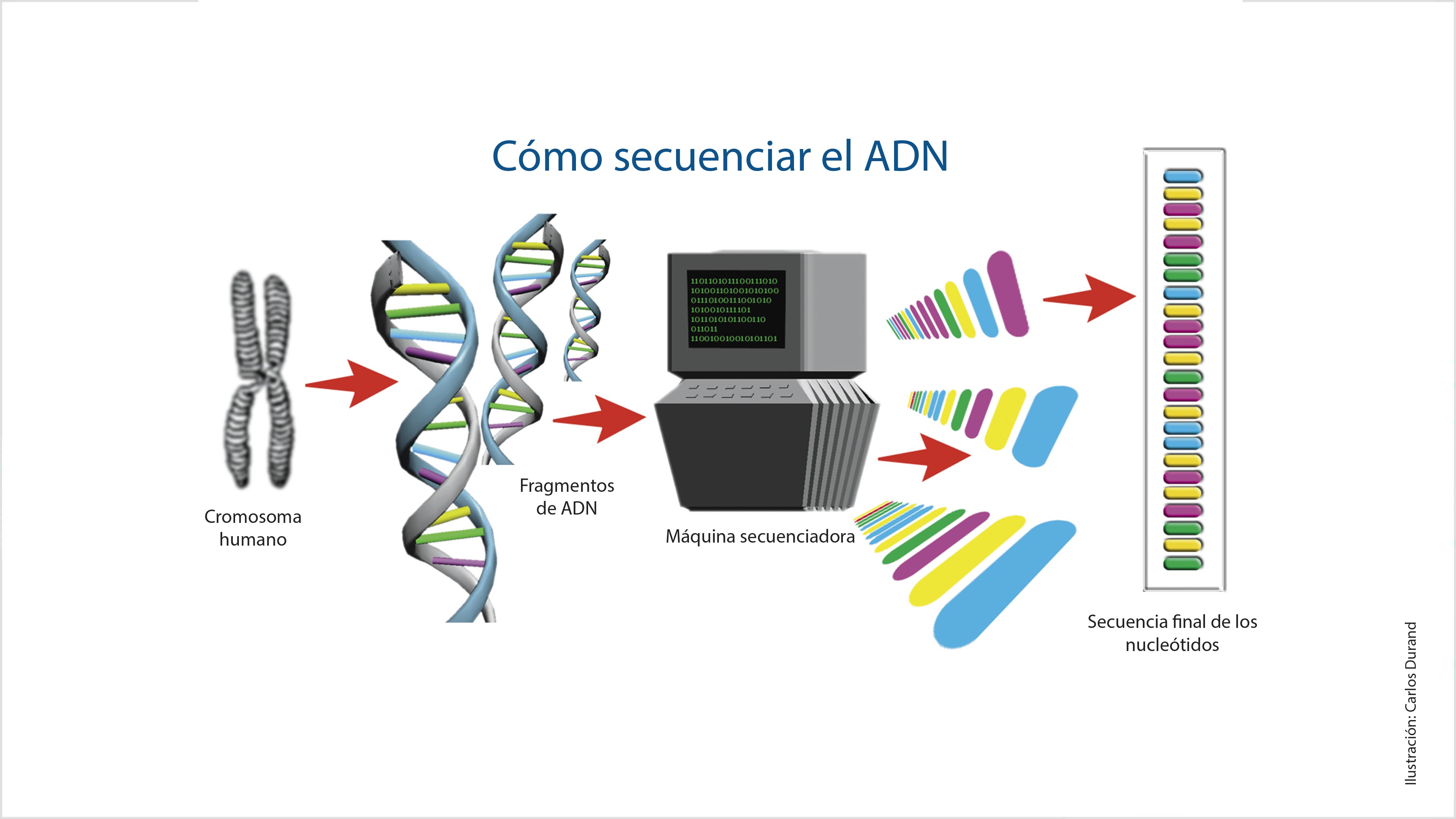 El proyecto del genoma humano en la balanza