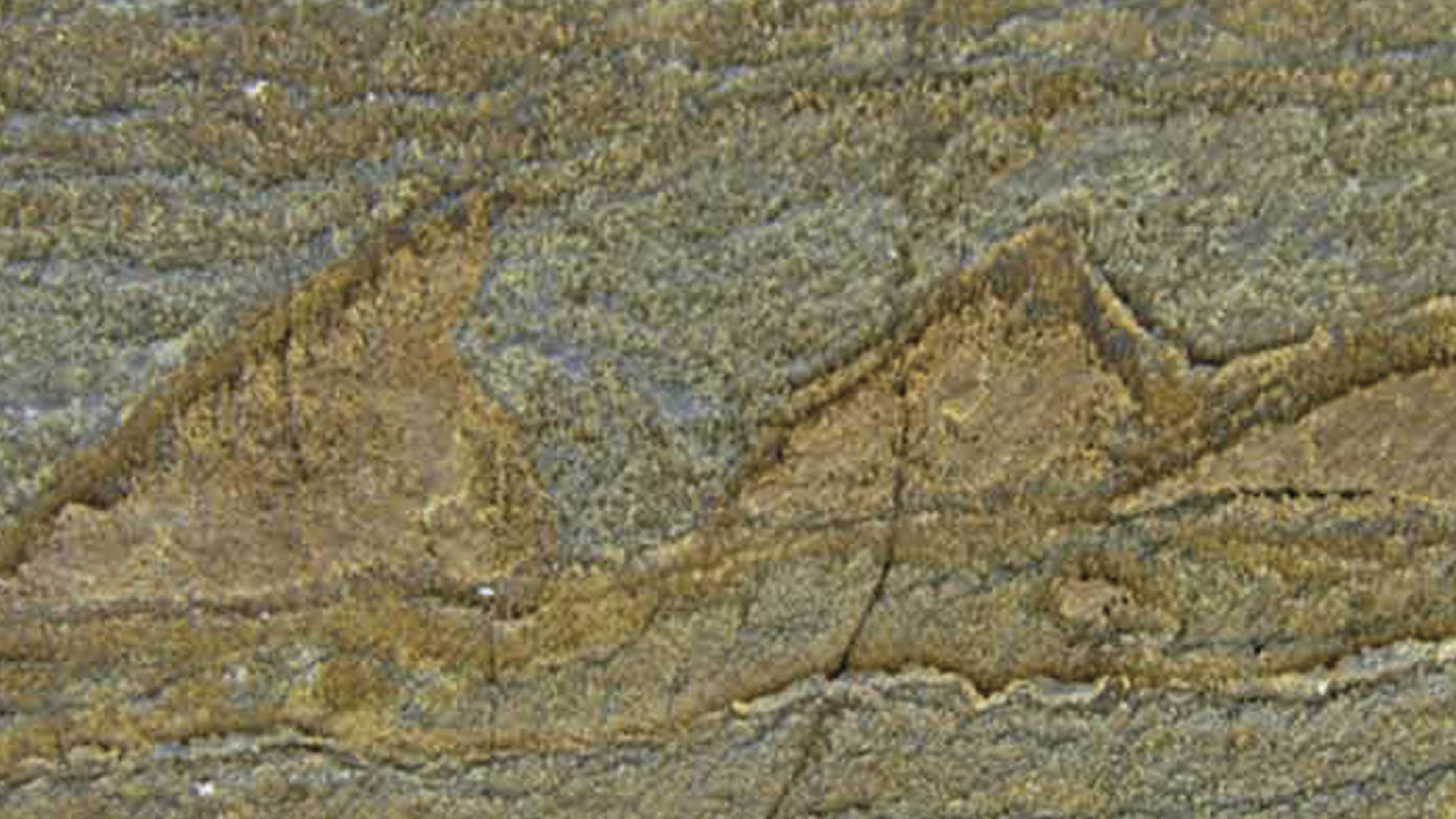 Encuentran el fósil más antiguo del mundo