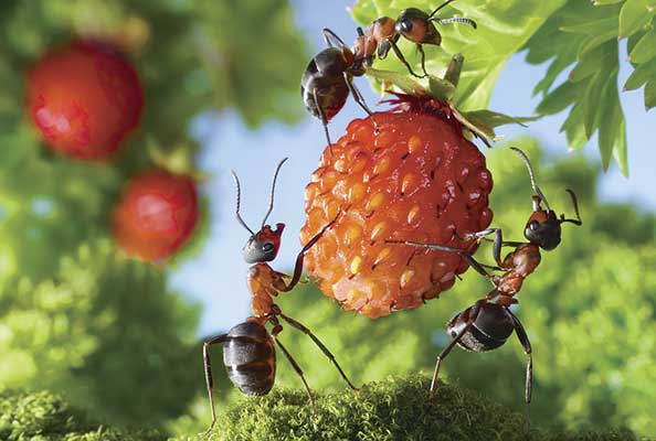 Imagen principal del artículo Bichos sanos en ecosistemas saludables