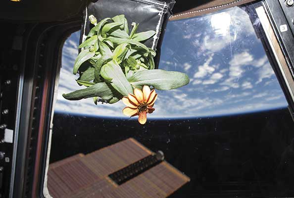 Imagen principal del artículo Horticultura en órbita