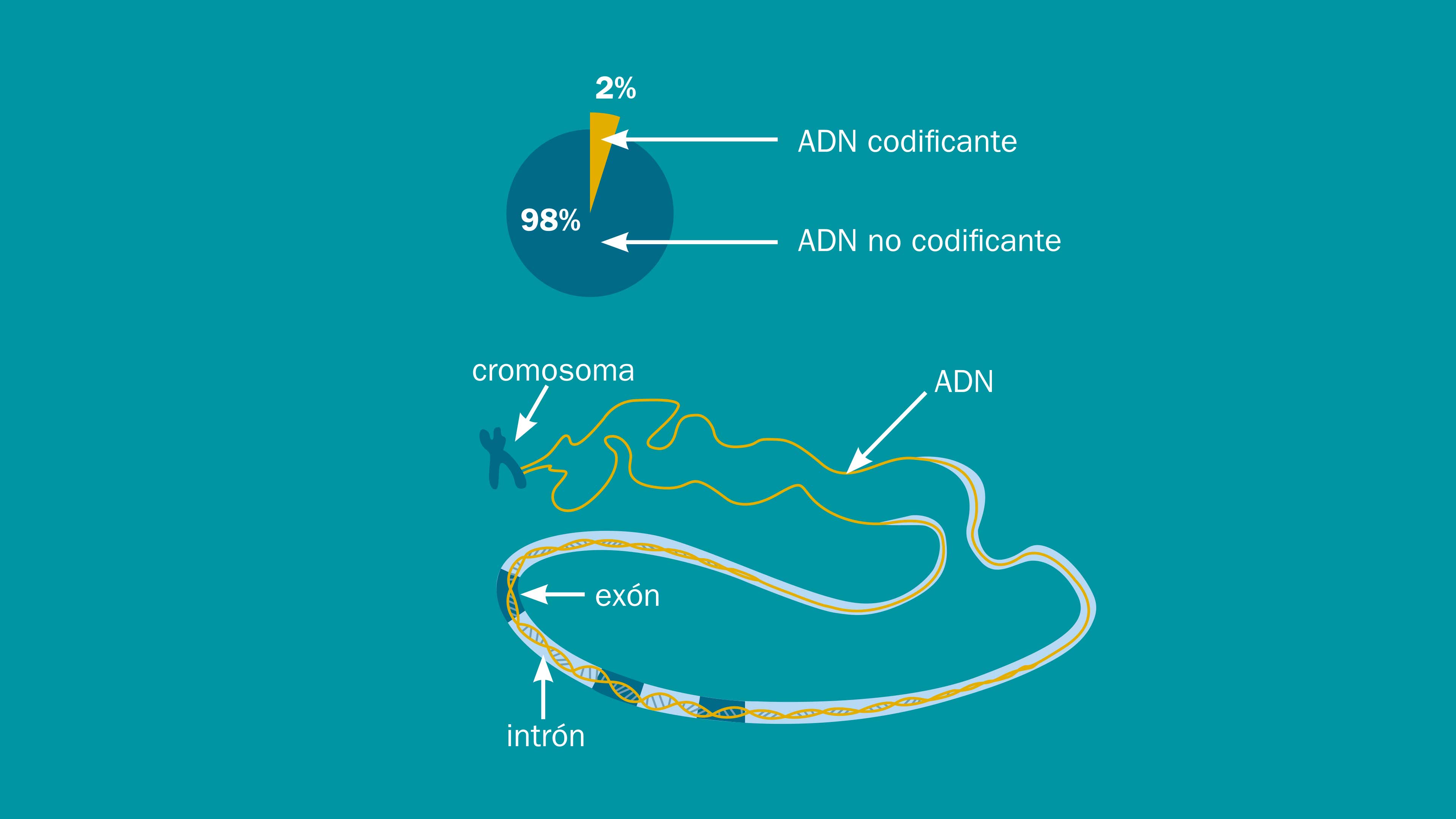 Incógnitas de nuestro ADN