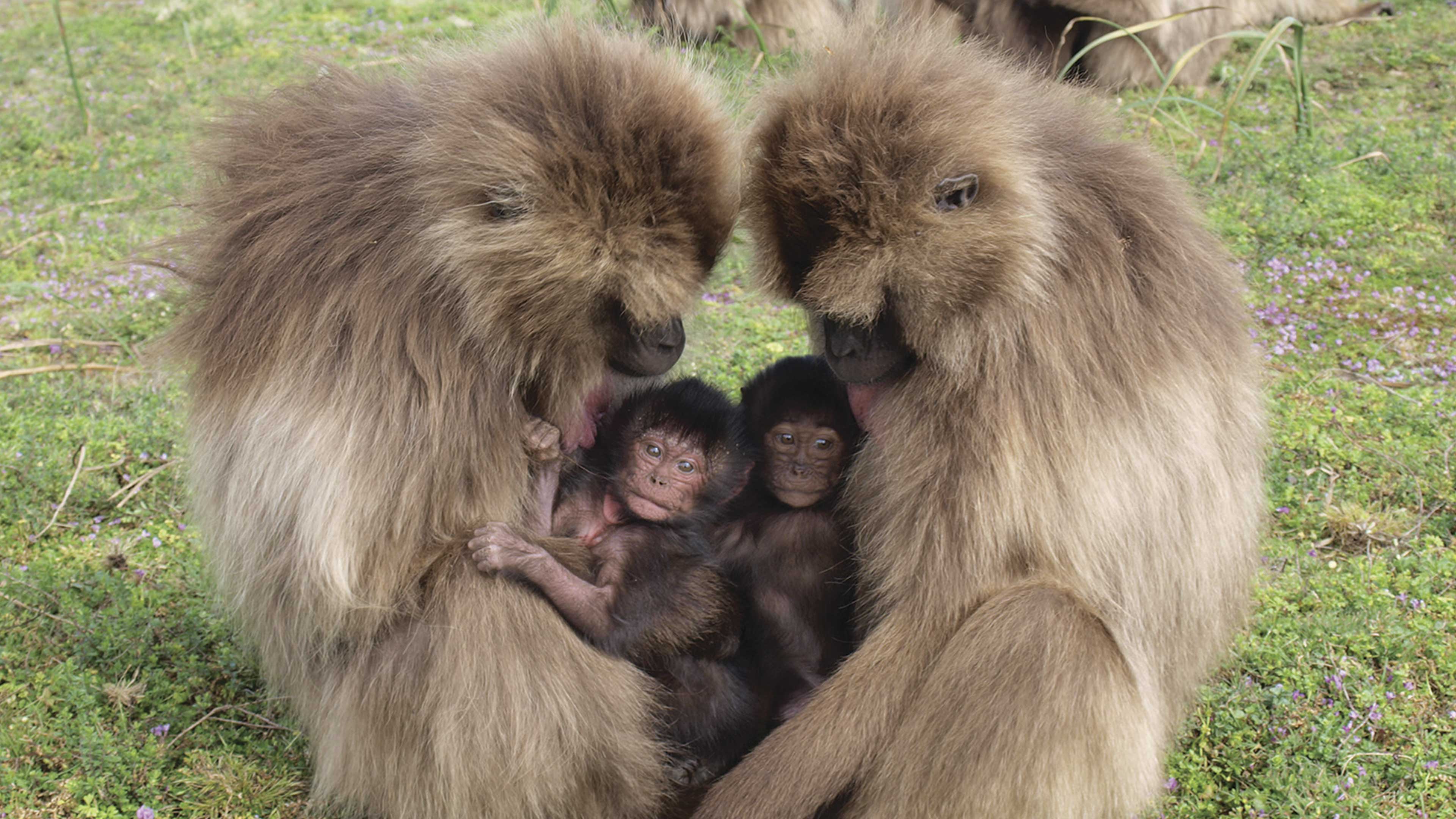 ¿Debe preocuparnos la extinción de los primates?