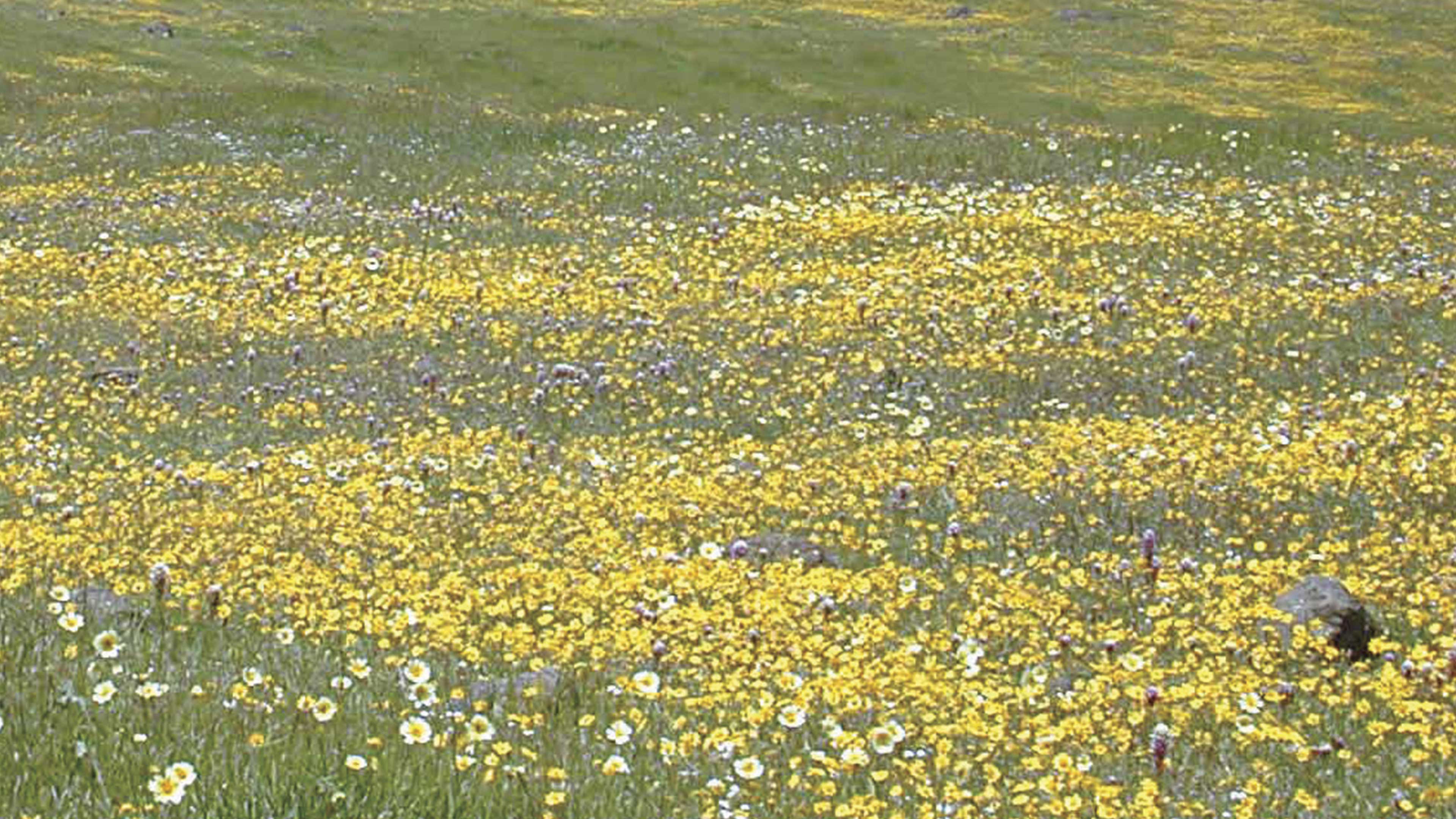 Cambios en los tiempos de floración