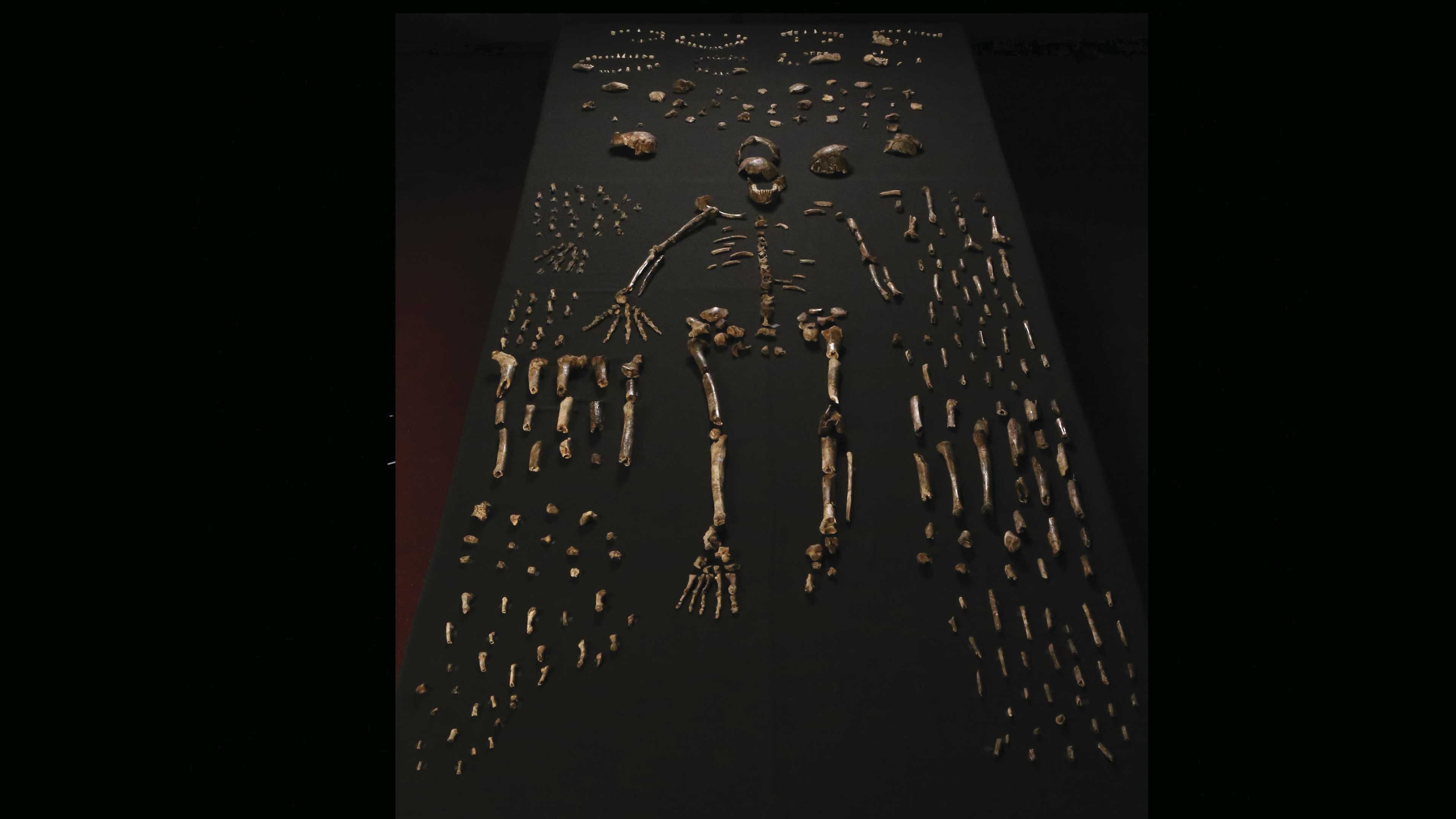 Homo naledi