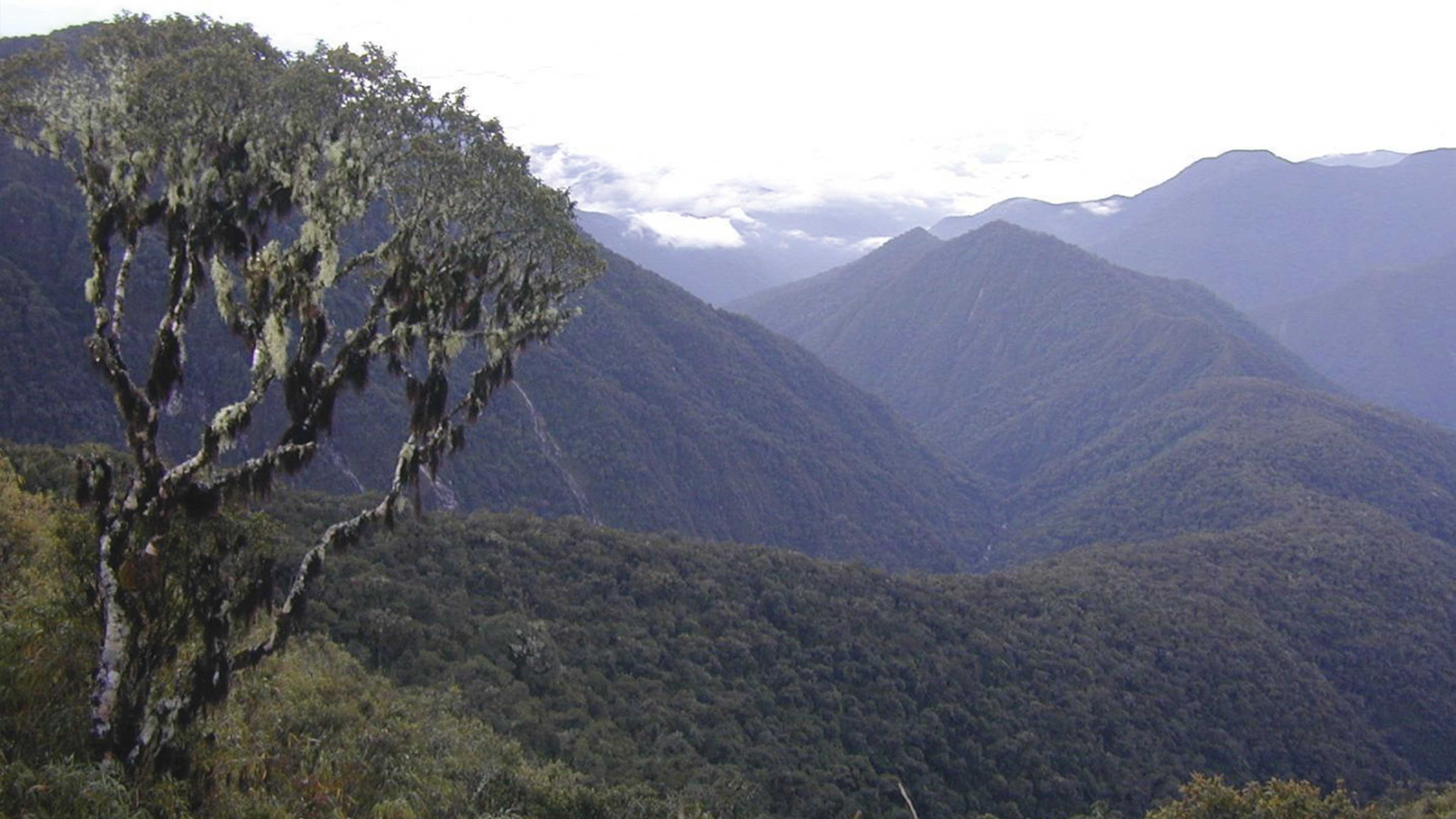 Descubren árbol escondido a plena luz del día