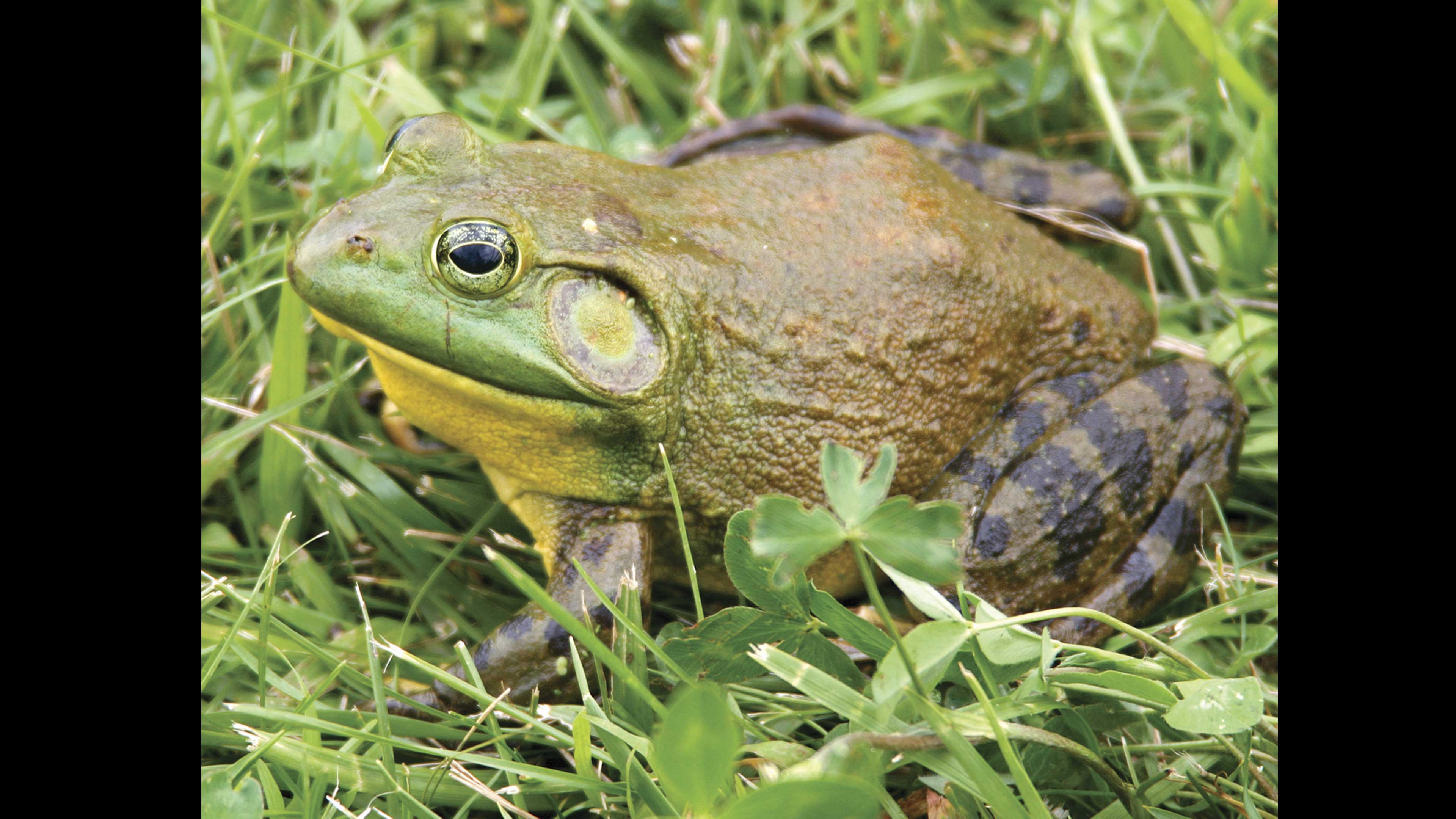 Rana toro: un riesgo para las ranas mexicanas