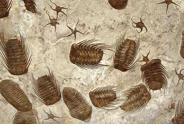 Imagen principal del artículo Trilobites