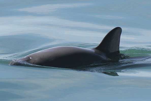 Imagen principal del artículo La vaquita marina: el declive de un pequeño gigante