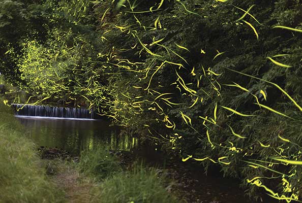 Imagen principal del artículo Luciérnagas, estrellas en el bosque