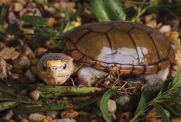 Imagen principal del artículo La tortuga que apareció en el desagüe