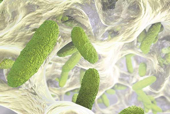Imagen principal del artículo El arma secreta de las bacterias: transferencia horizontal de genes