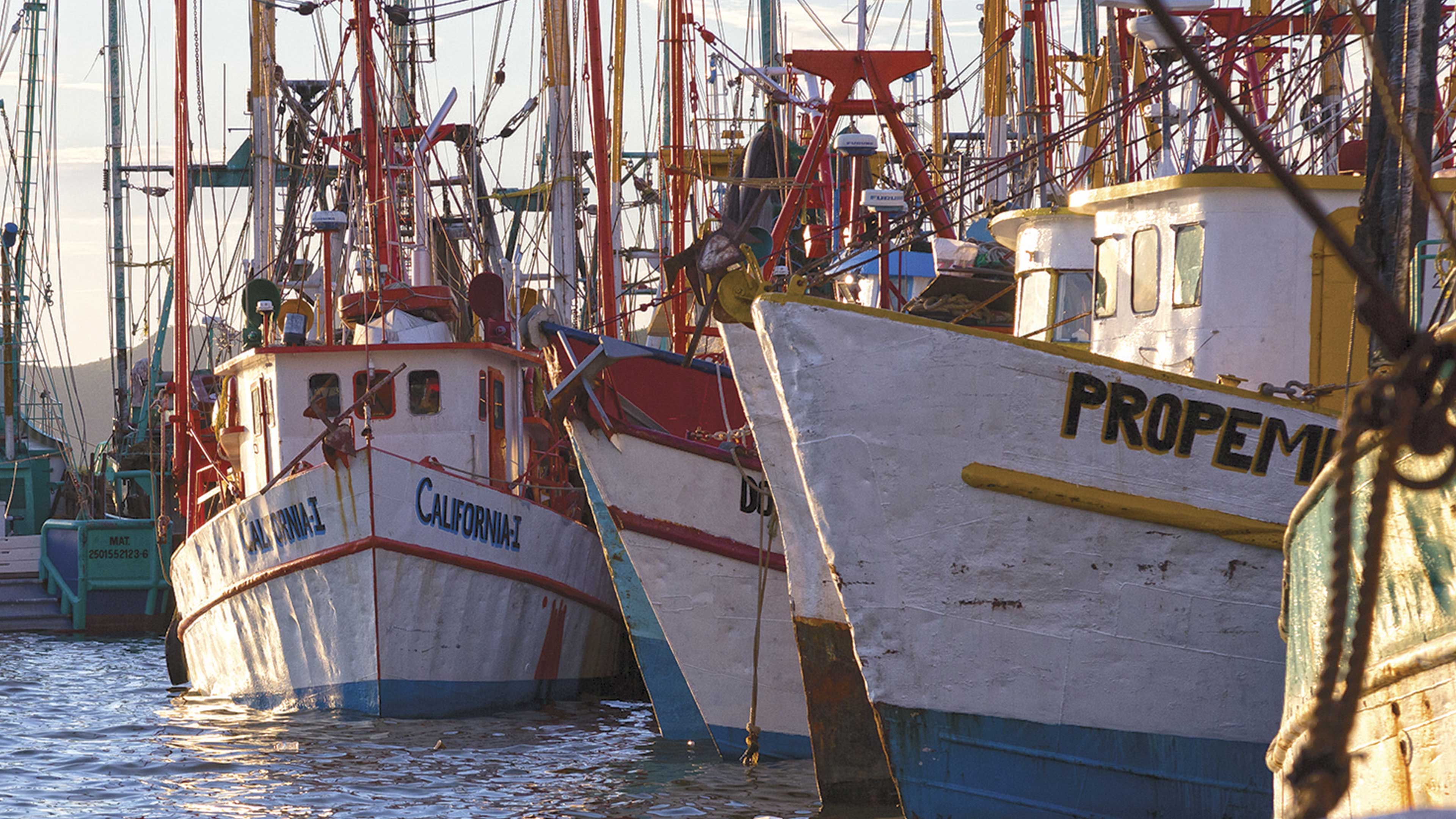 Demasiados anzuelos en el mar