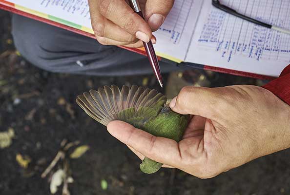 Imagen principal del artículo La historia de las aves en una pluma