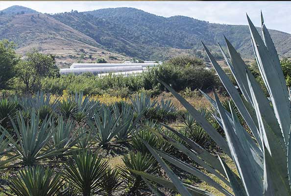 Imagen principal del artículo Magueyes y murciélagos, estrellas del paisaje mexicano