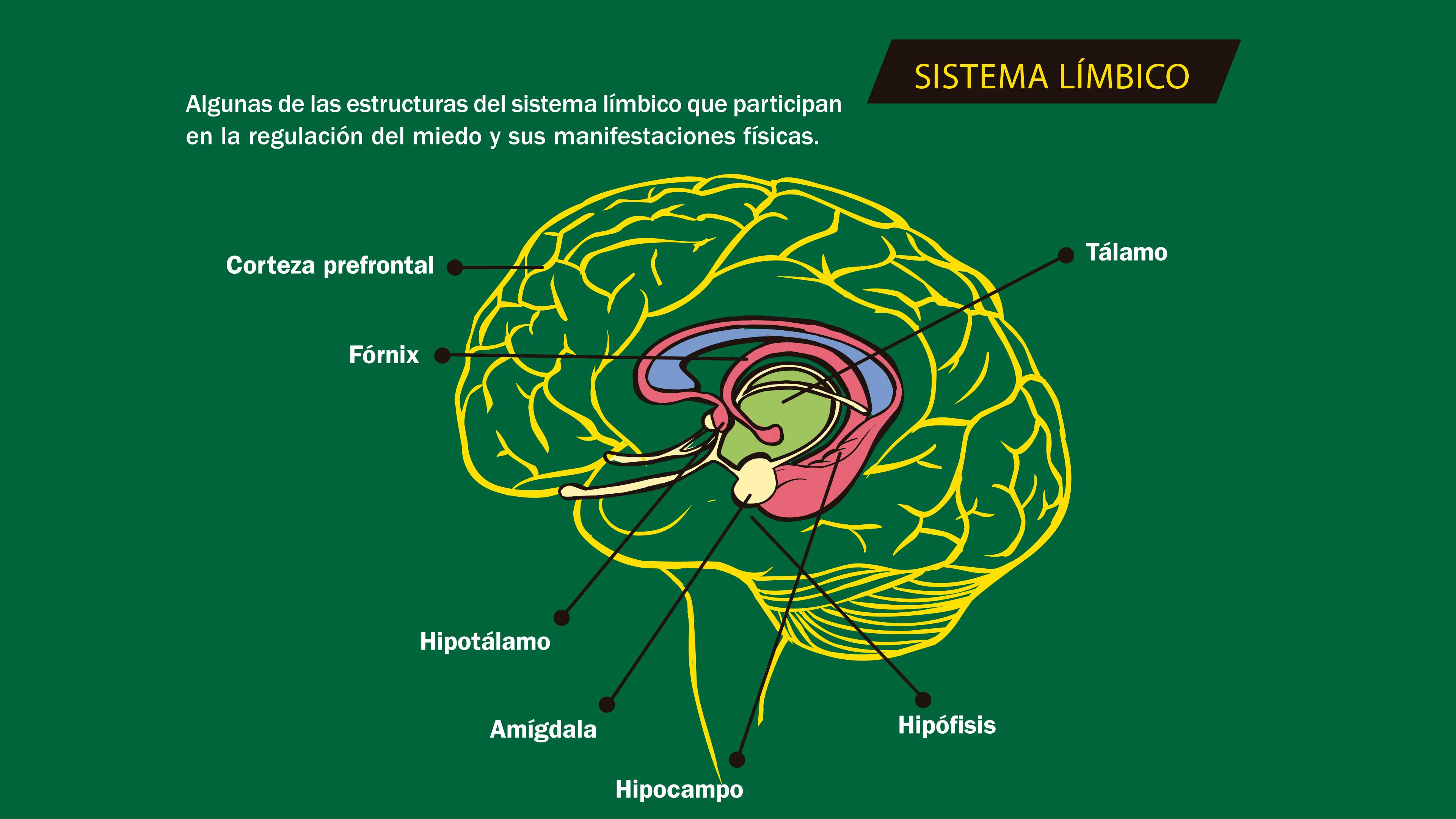 Trastornos de ansiedad: la marca del miedo