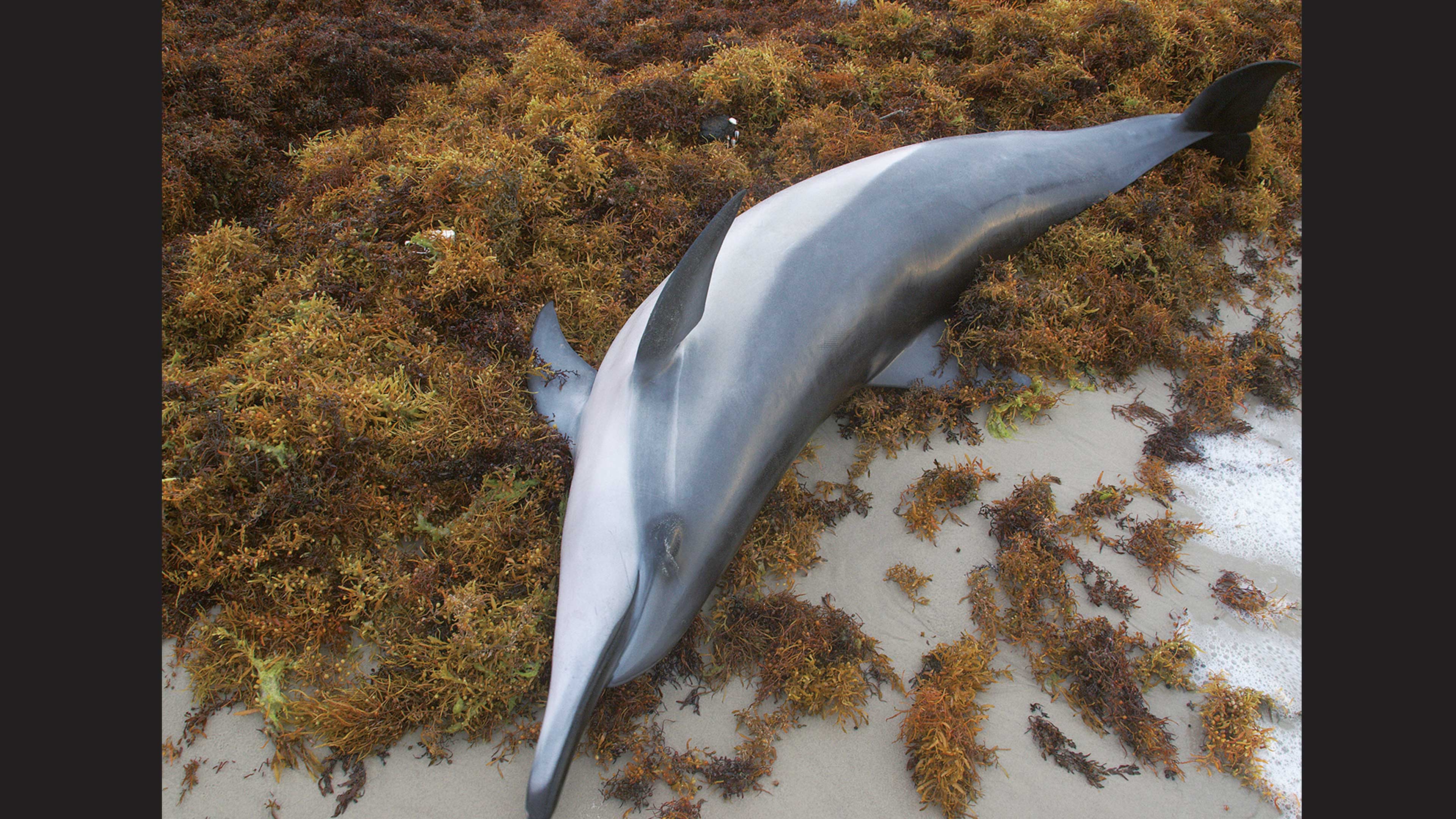 Muerte de especies marinas asociadas al sargazo