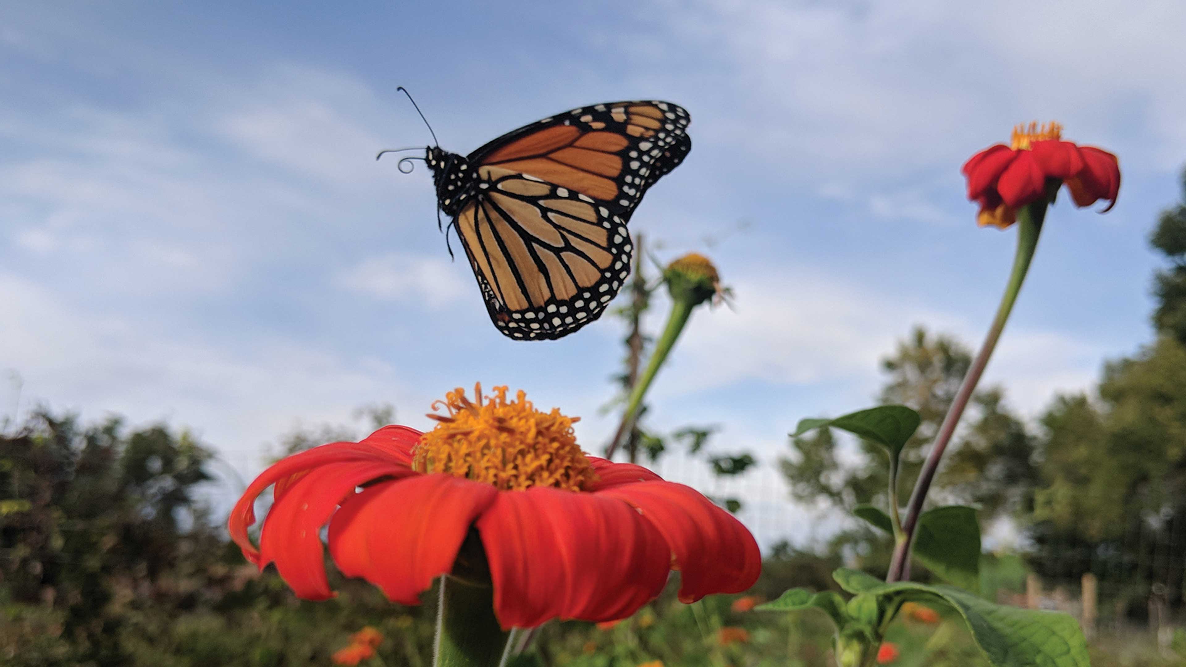 Un paso para entender la migración de las mariposas monarca