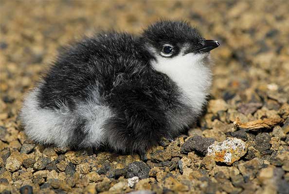 Imagen principal del artículo Aves marinas nocturnas renacen en las islas