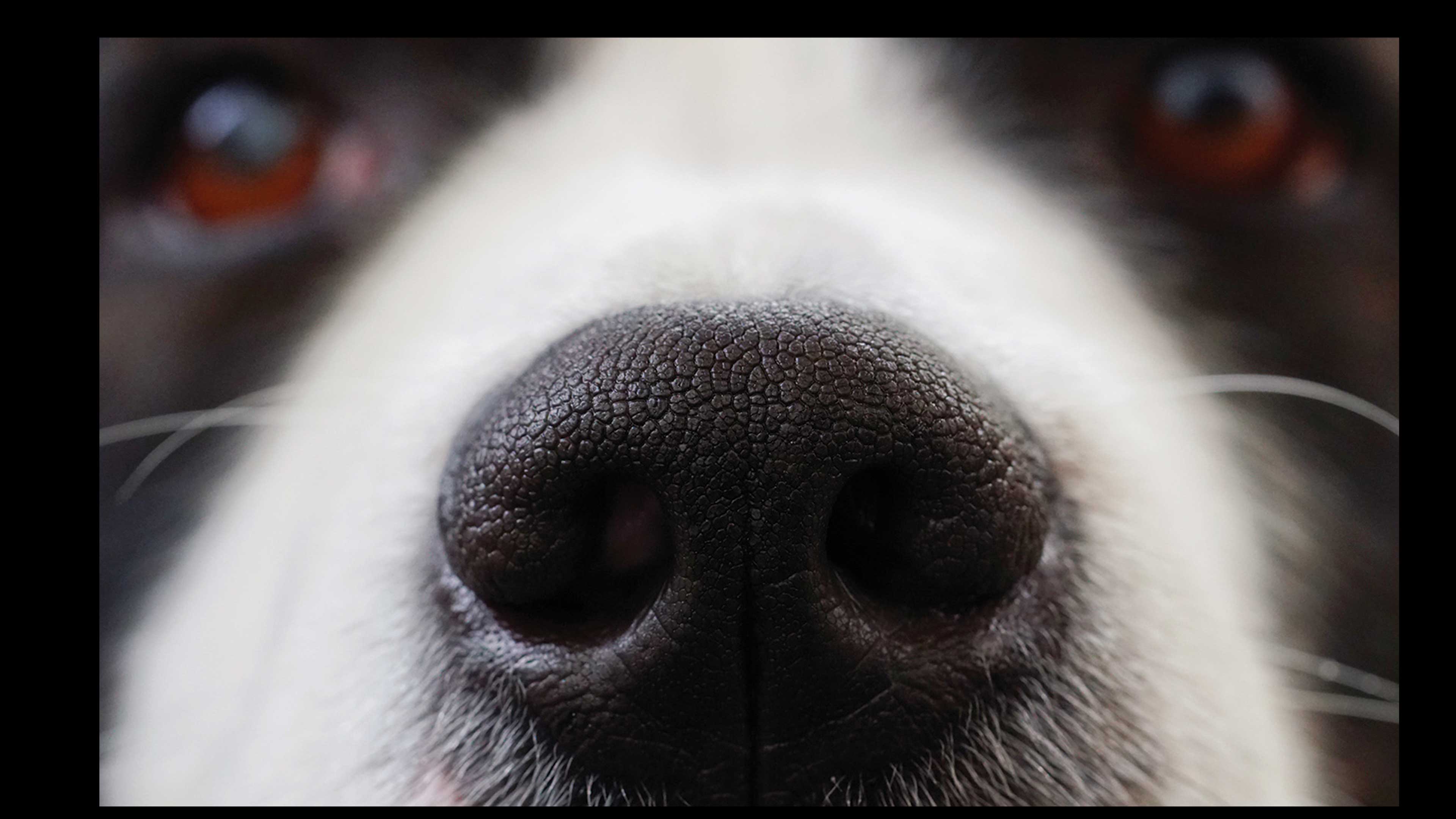 La nariz de los perros