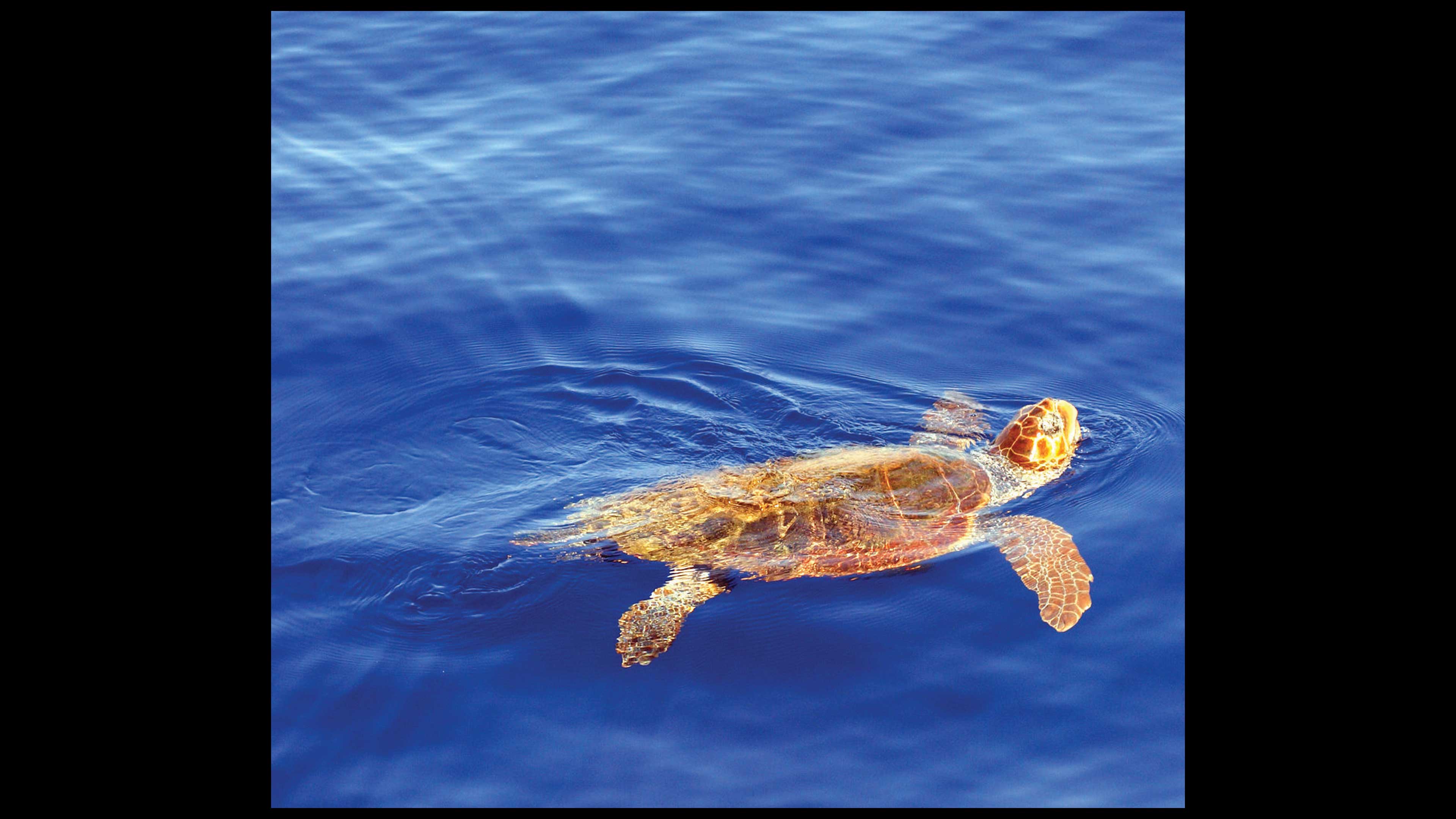 ¿Adónde van las tortugas?