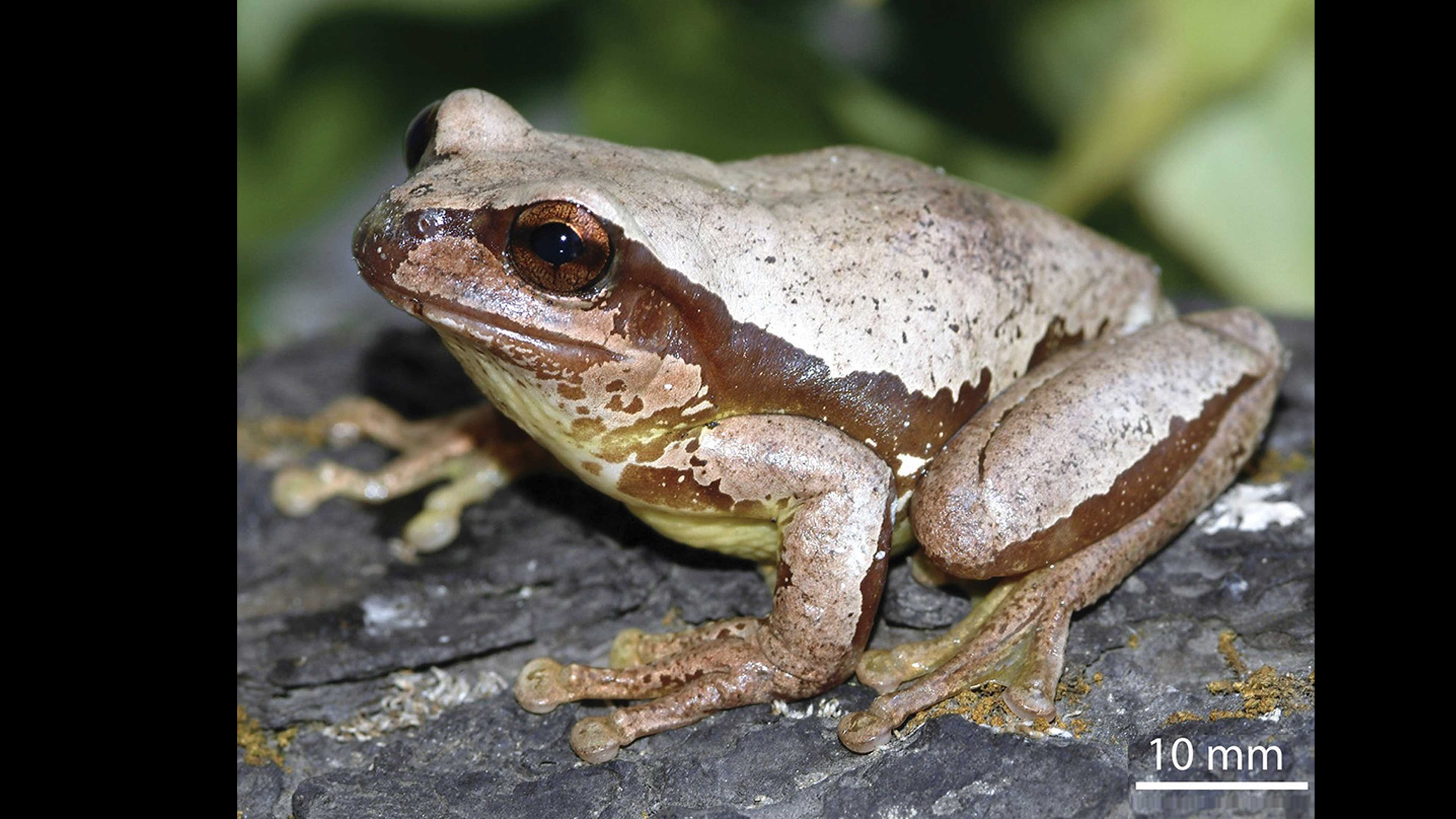 Nueva especie de rana