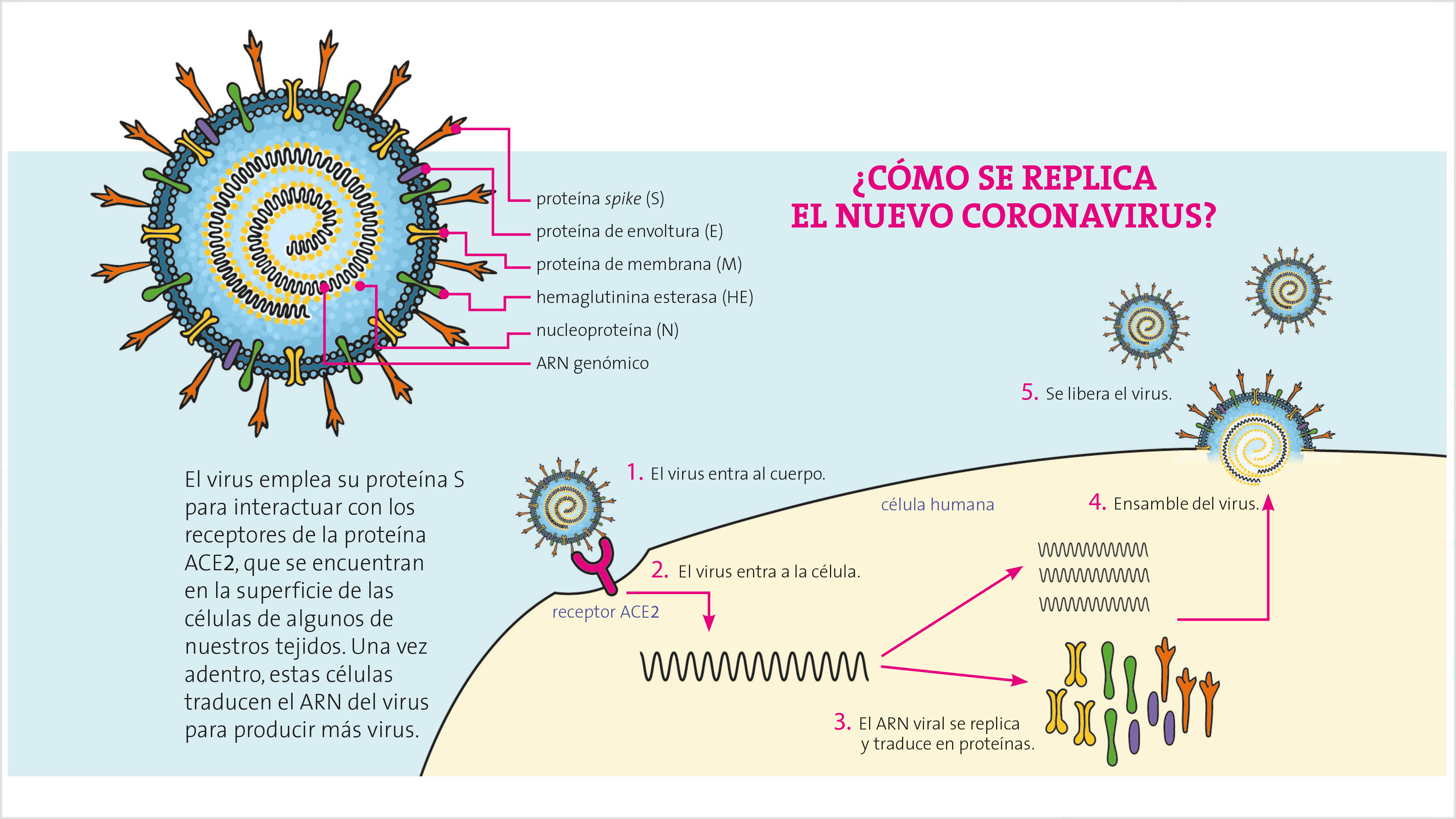  y vacunas contra el nuevo coronavirus