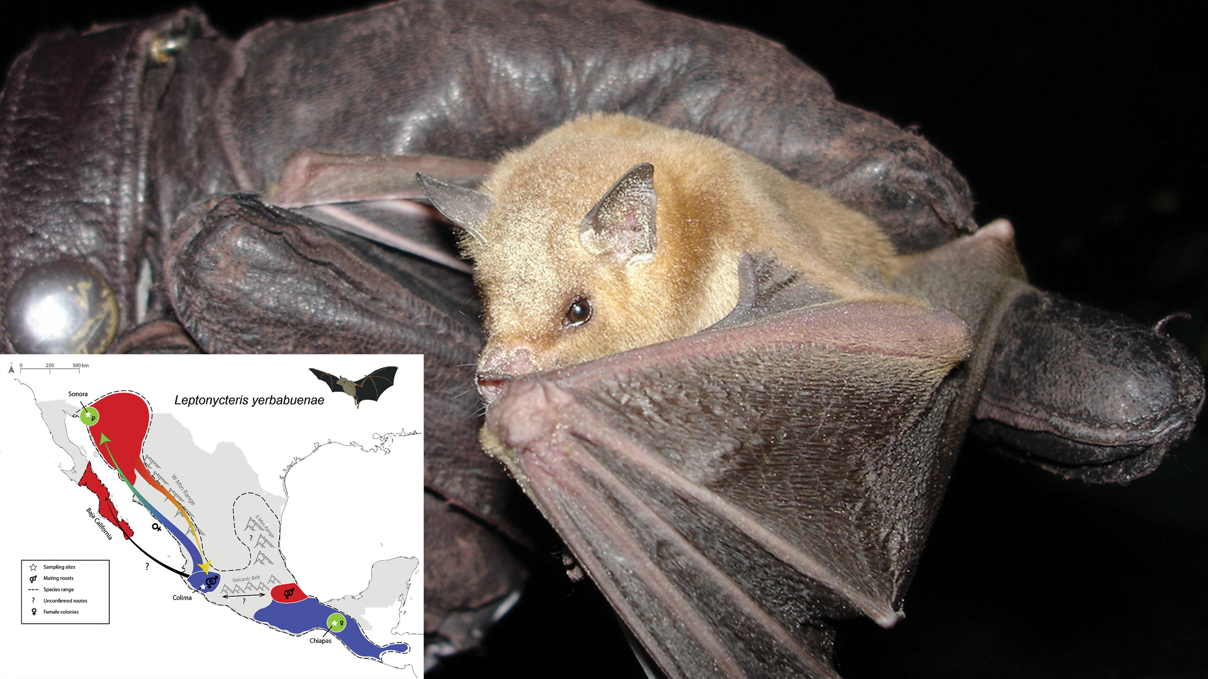 Estudiar los genes de un murciélago para conservarlo 