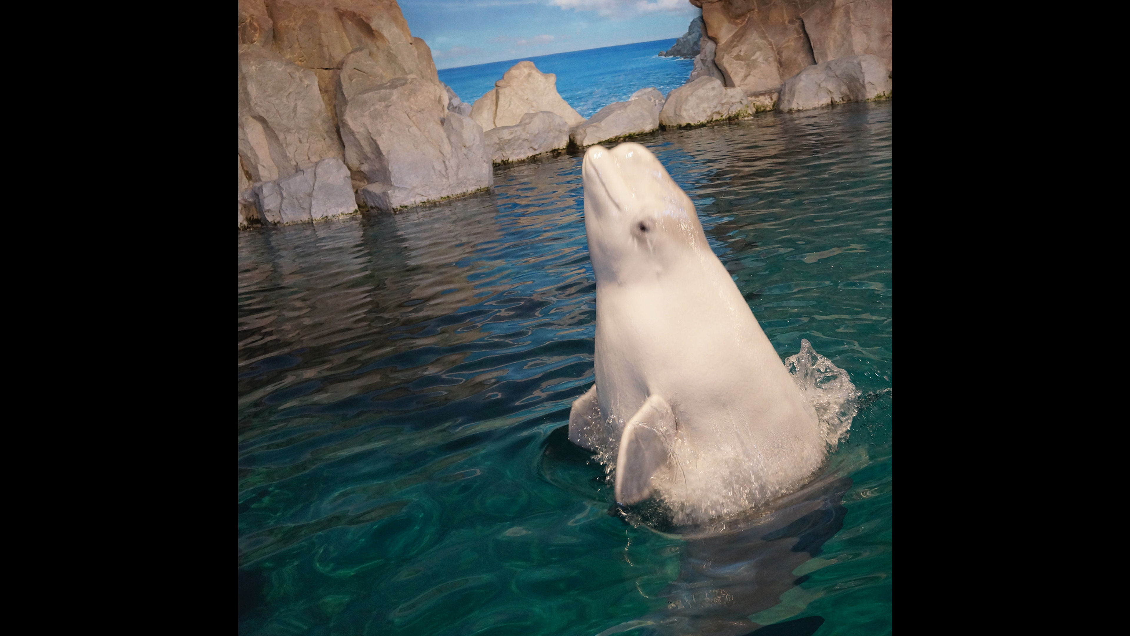 Las belugas forman sociedades complejas