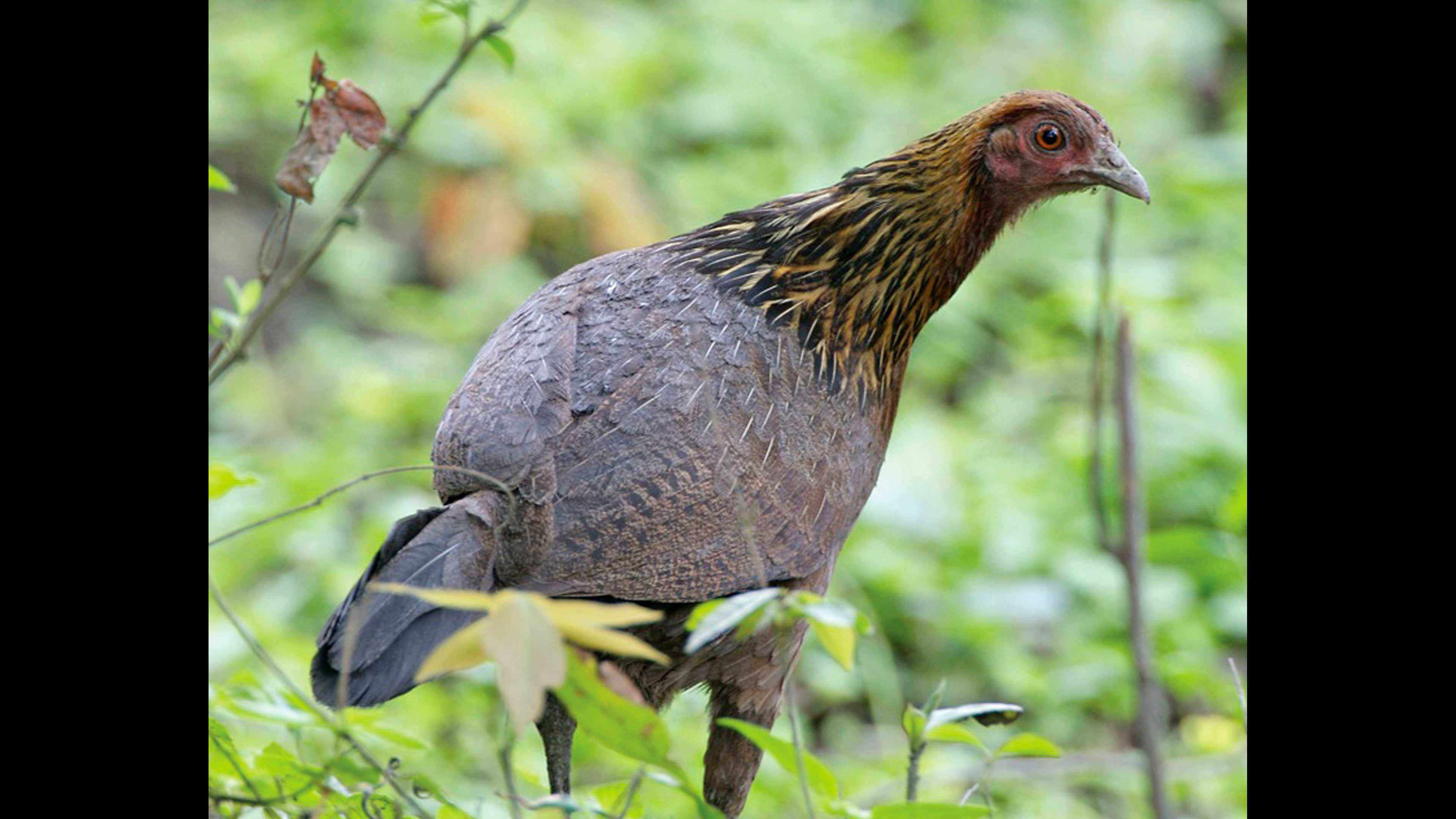 Origen y domesticación de la gallina