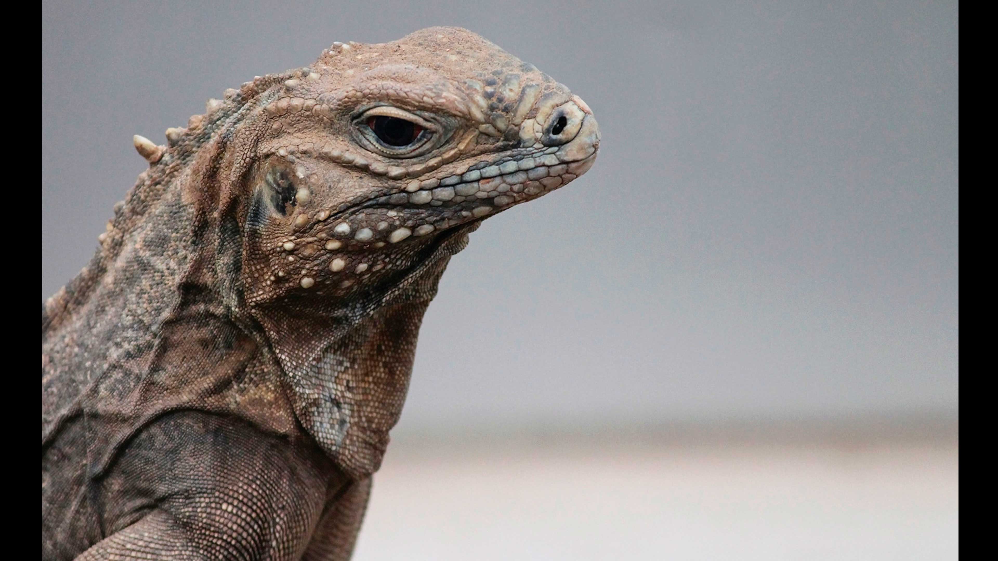 OrigenConservar la diversidad de iguanas