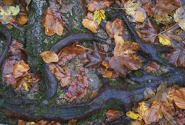 Imagen principal del artículo Suelos y bosques: alcancía de carbono