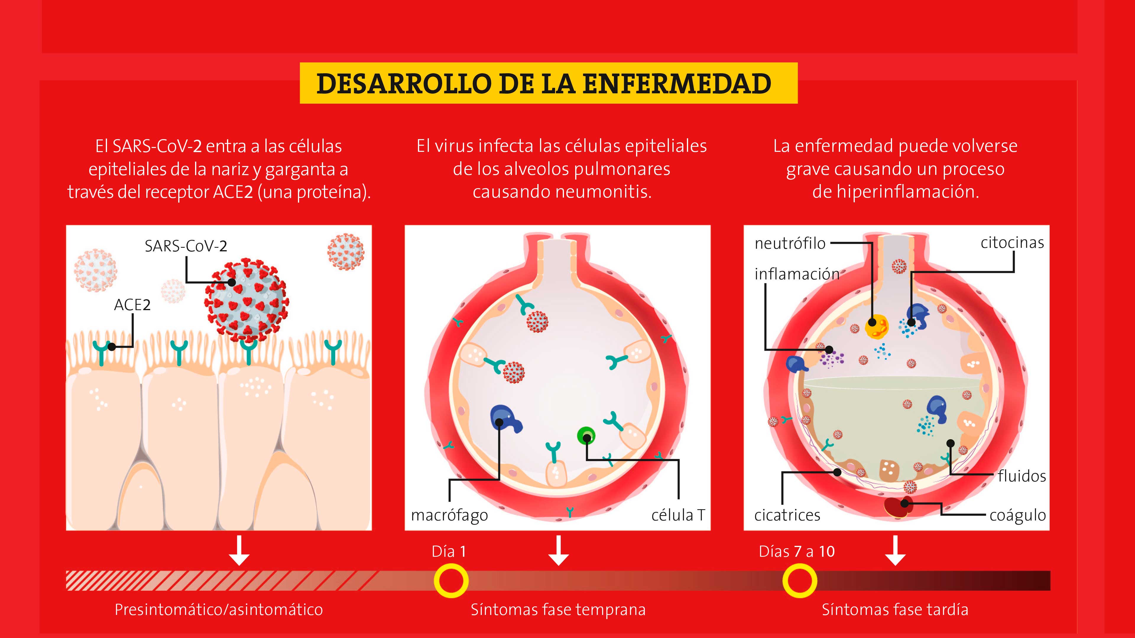 Los corona virus mutantes: ¿me debo preocupar?