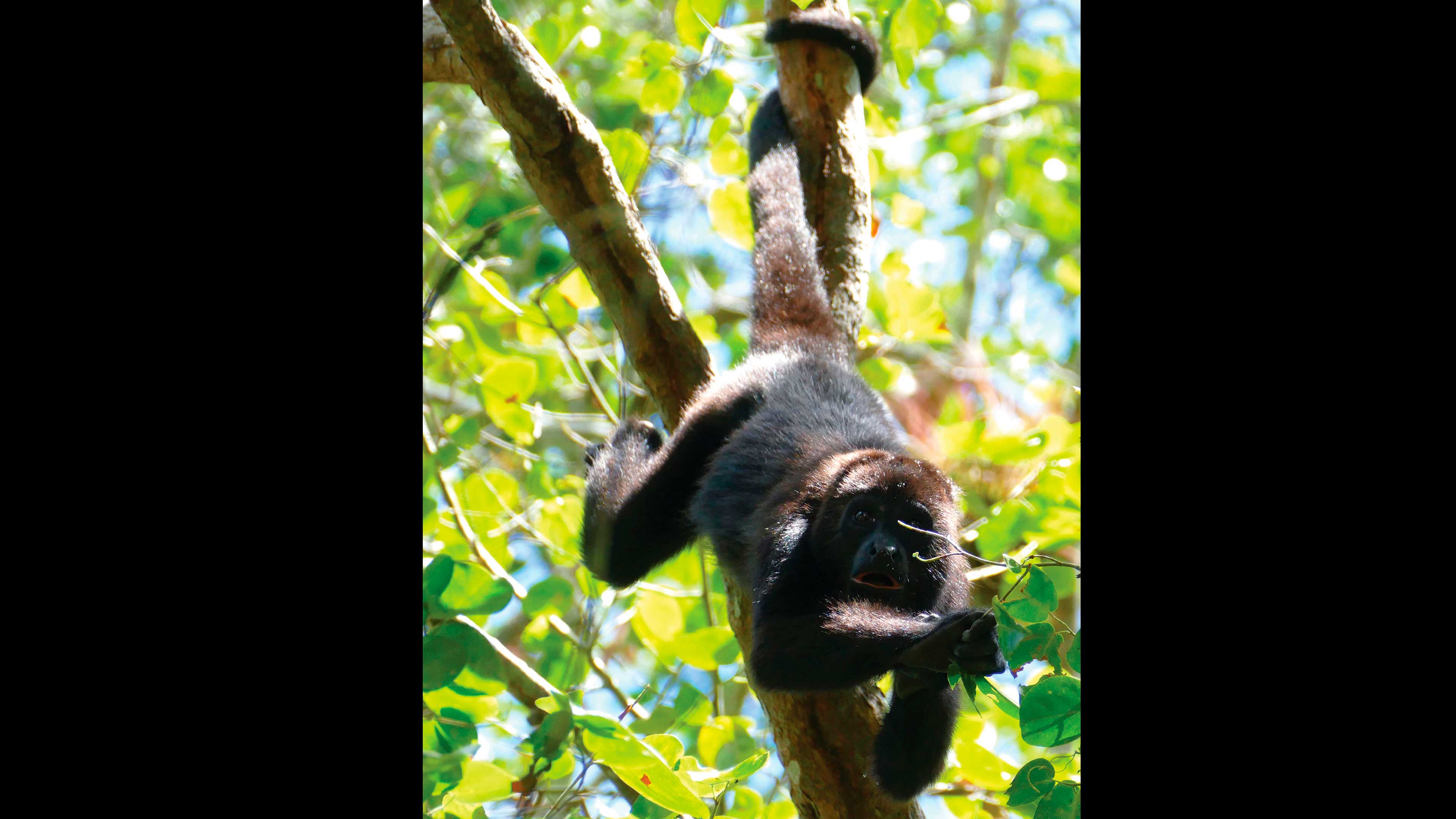 La orientación en la selva del mono aullador