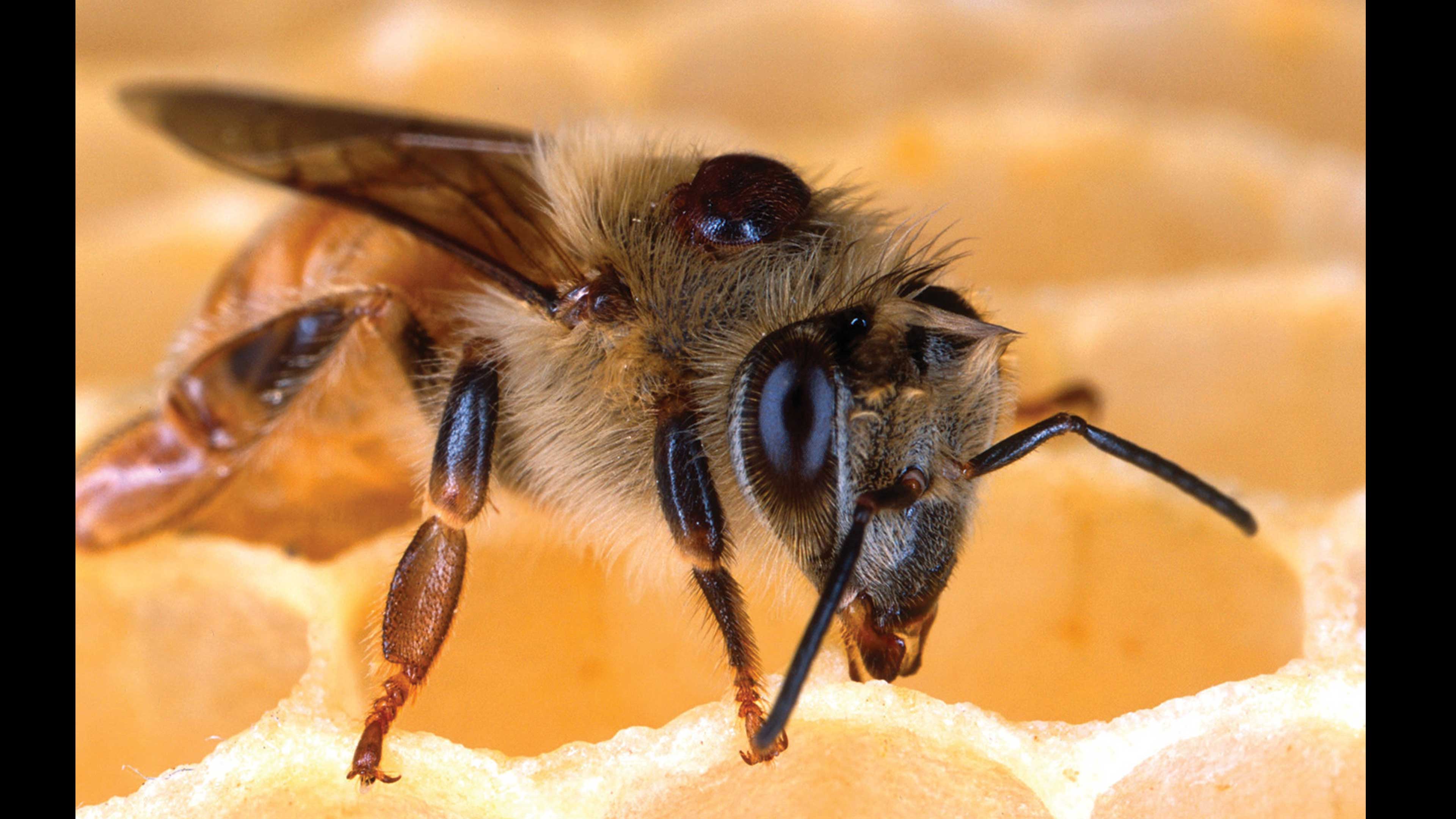 Las abejas chismosas