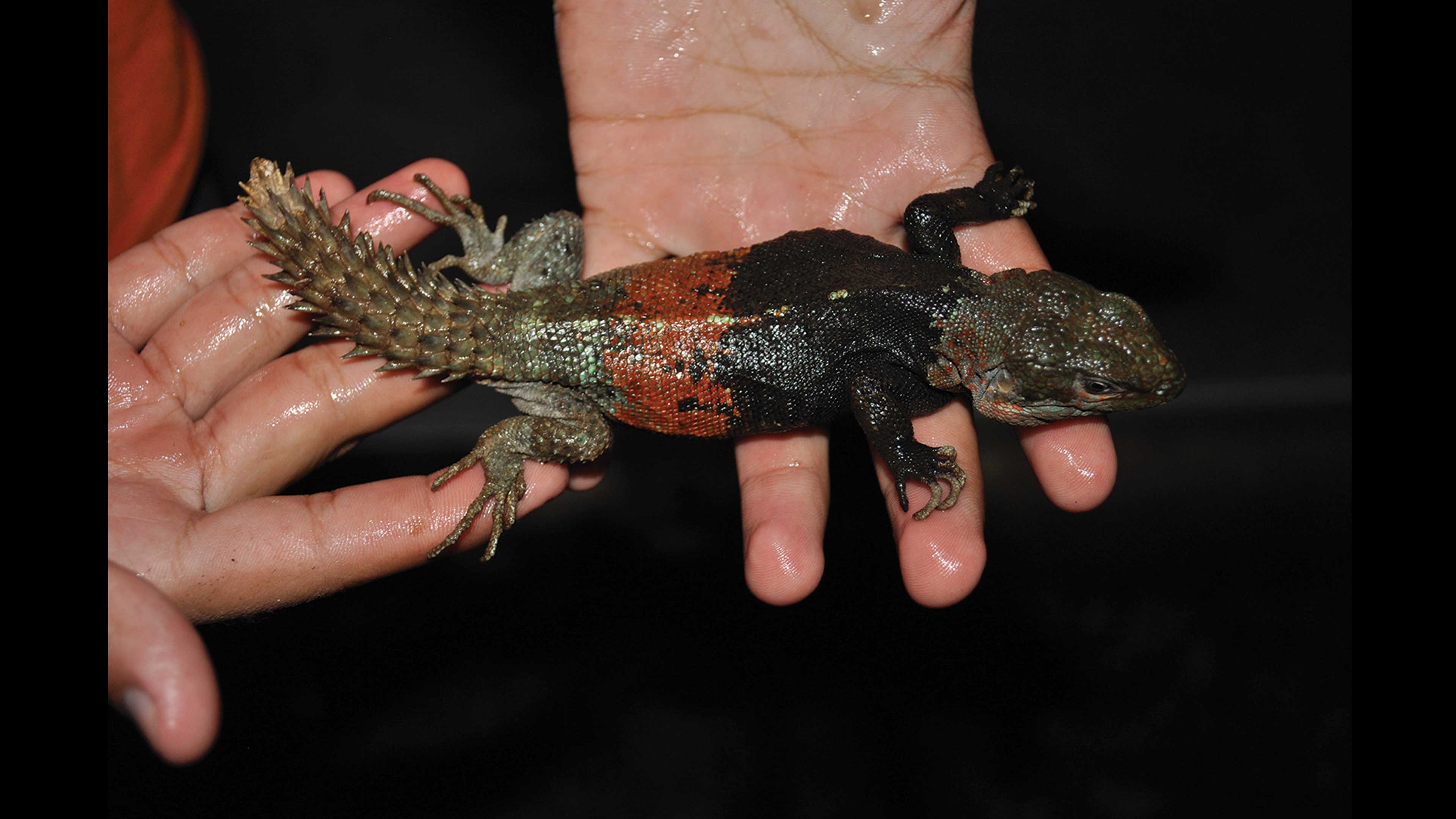 Primer catálogo de reptiles de la península de Yucatán