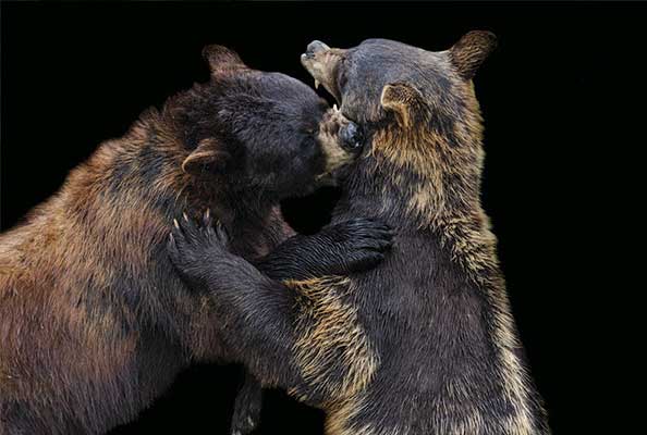 Imagen principal del artículo Tierra de osos