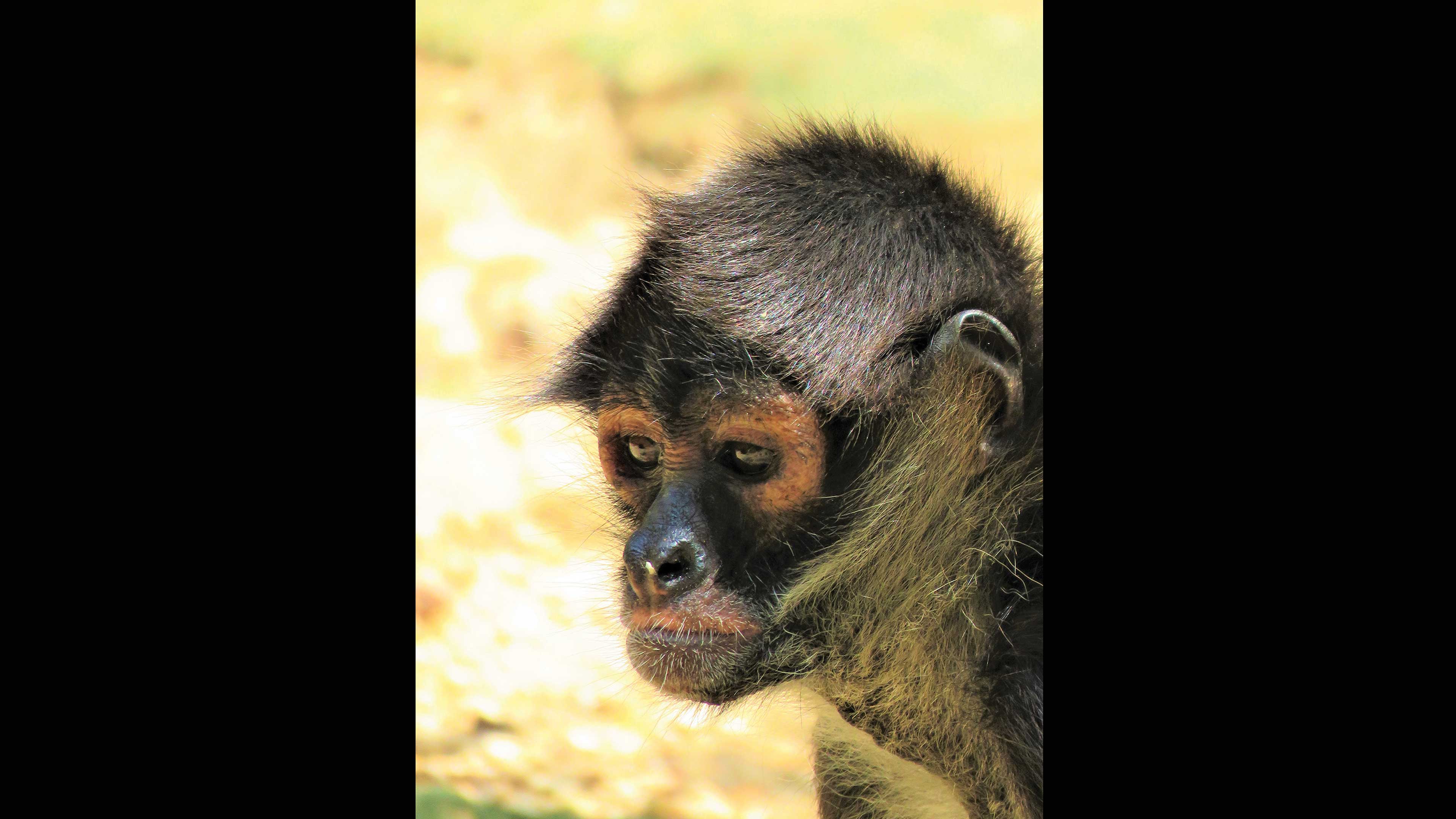 Monos araña, primates sin líderes