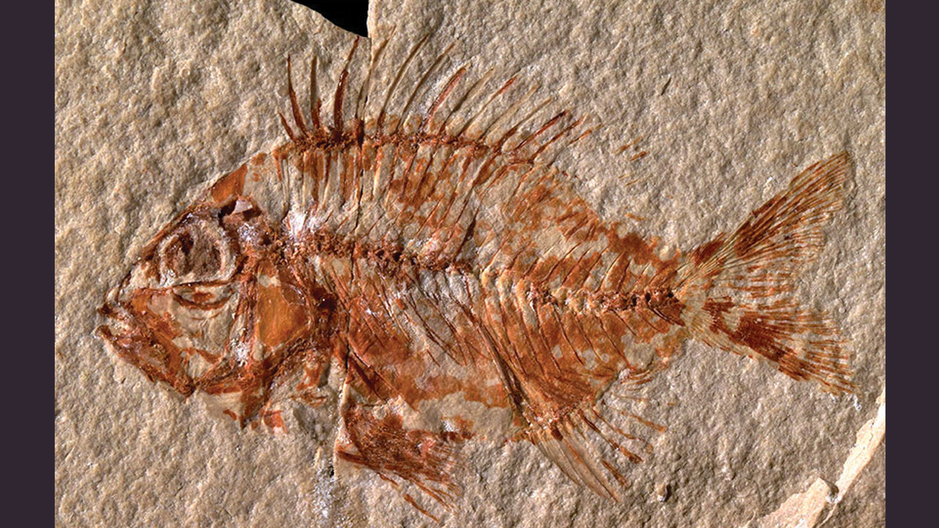 Hallazgo del fósil de un pez antiquísimo en Chiapas