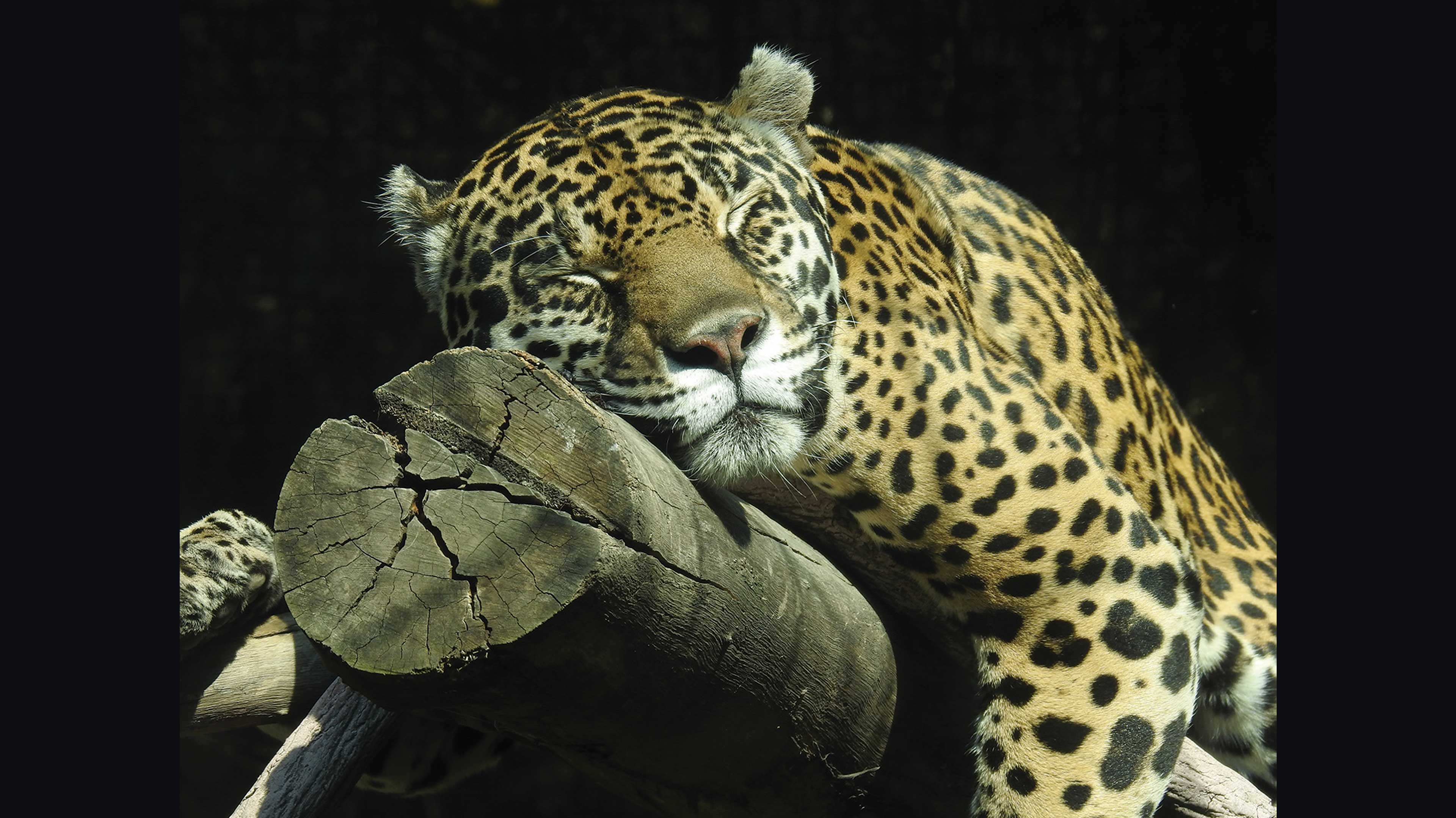Conservar el jaguar en México