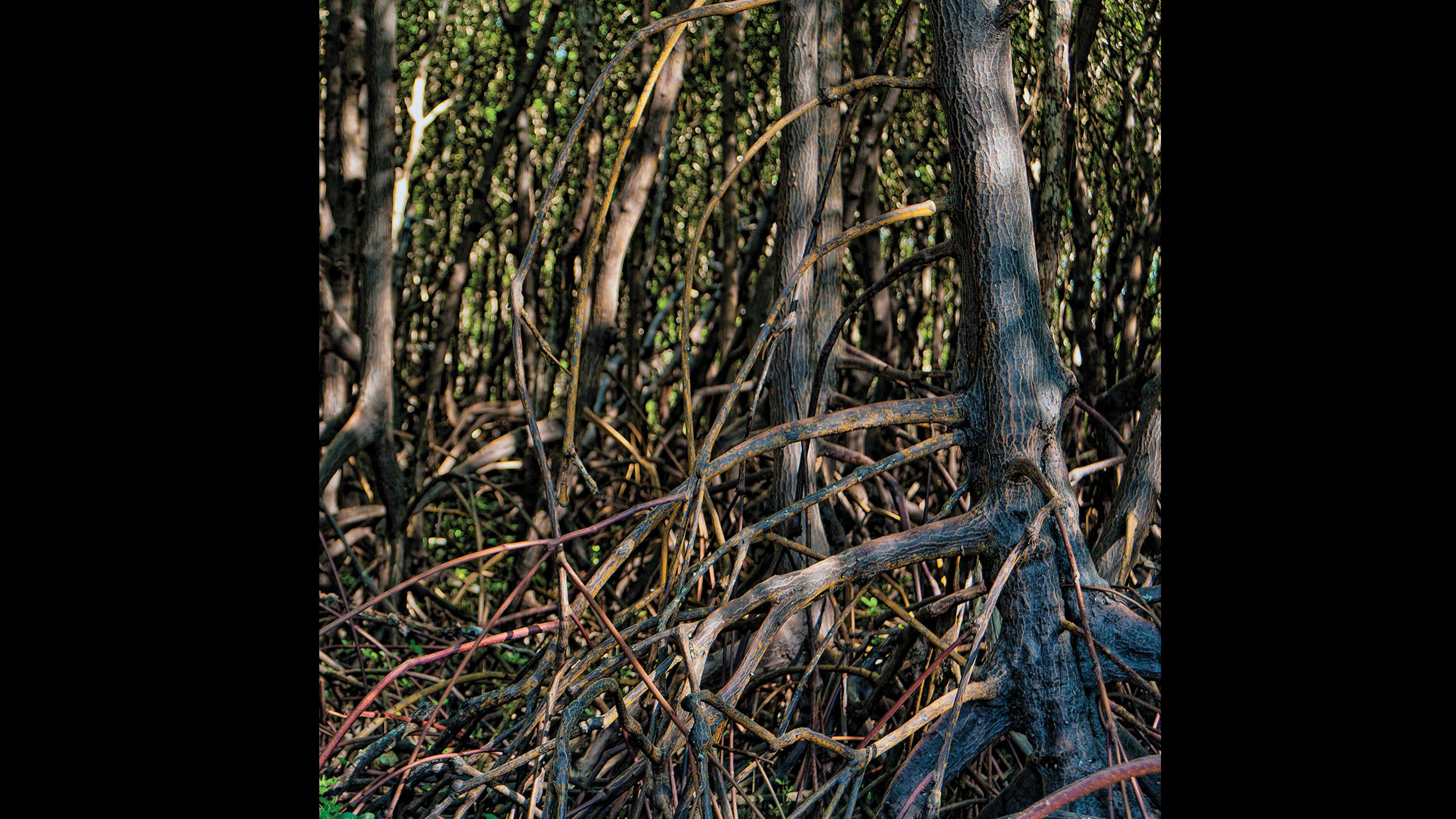 Bosque del pasado