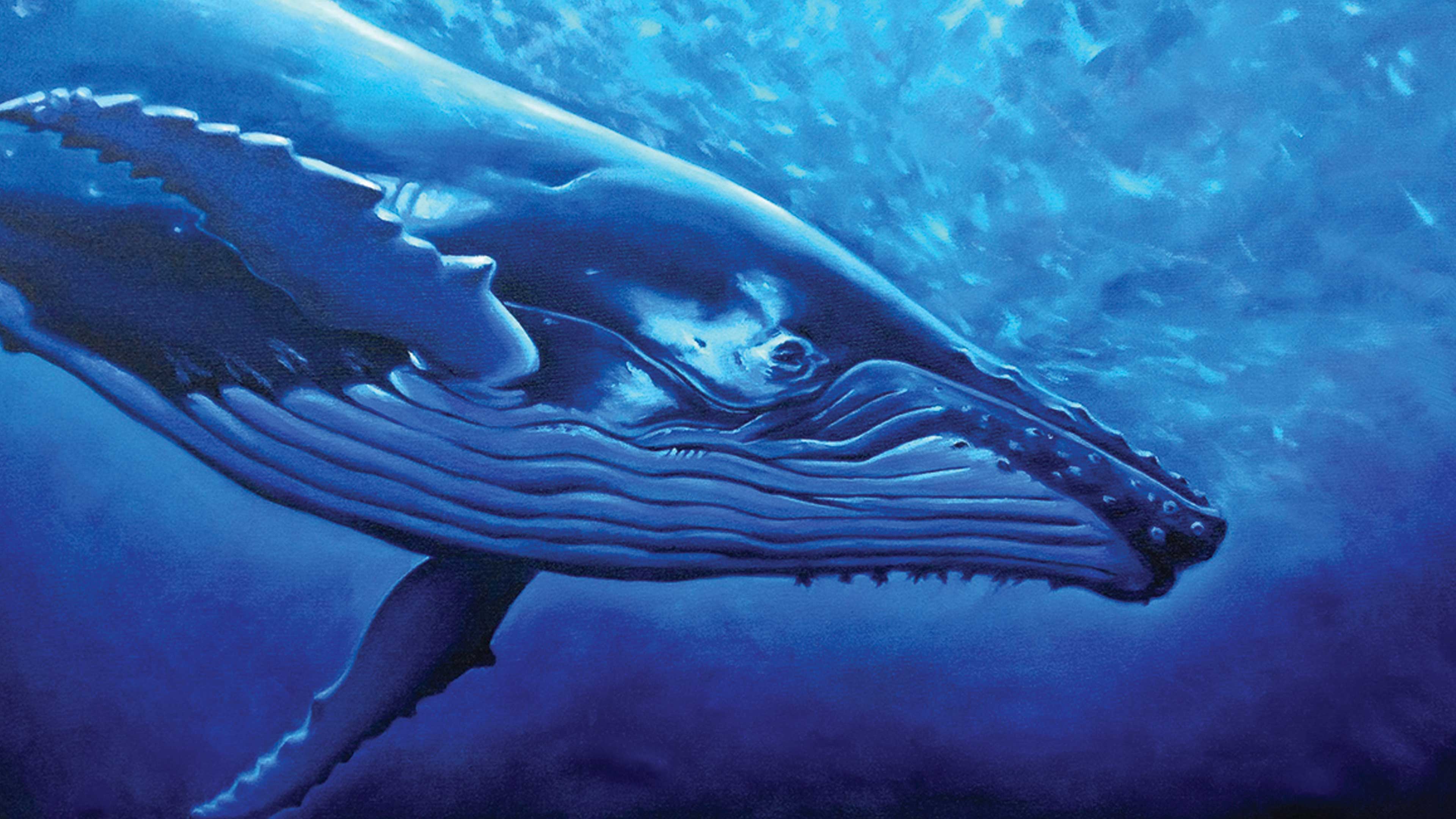 La importancia ecológica de las ballenas