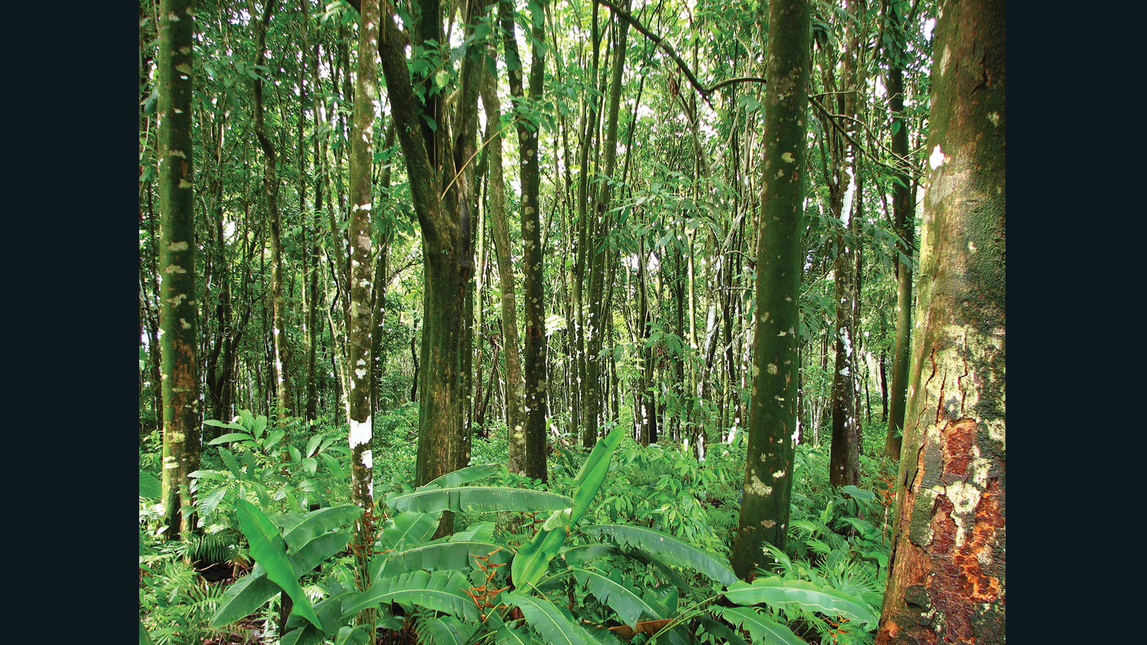La importancia de los bosques secundarios