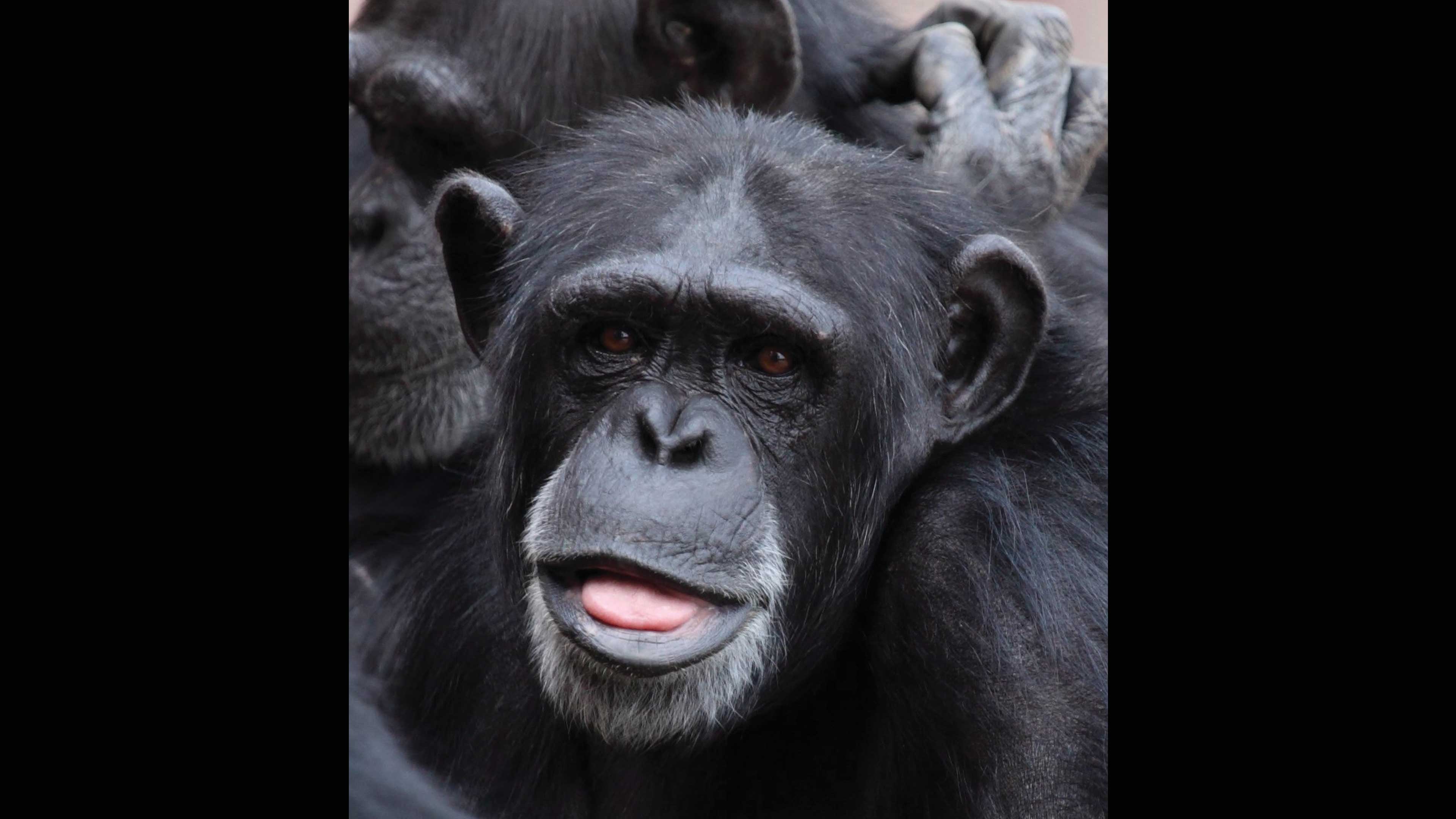 Conductas sociales de chimpancés