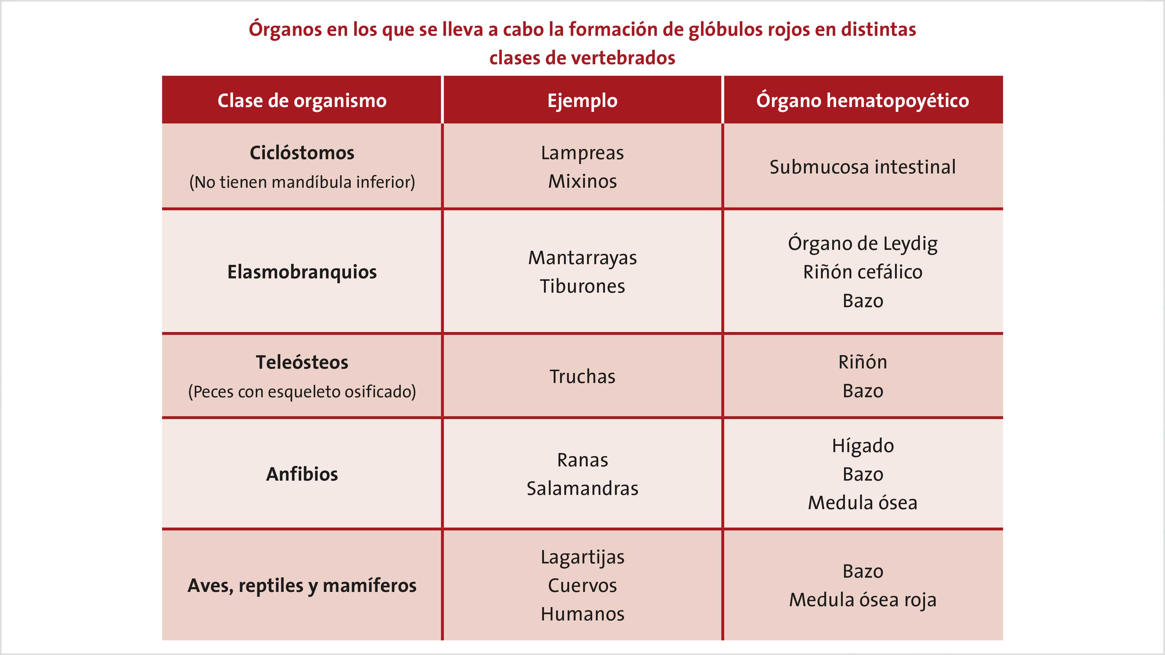 Sangre de colores: desde humanos hasta lagartijas