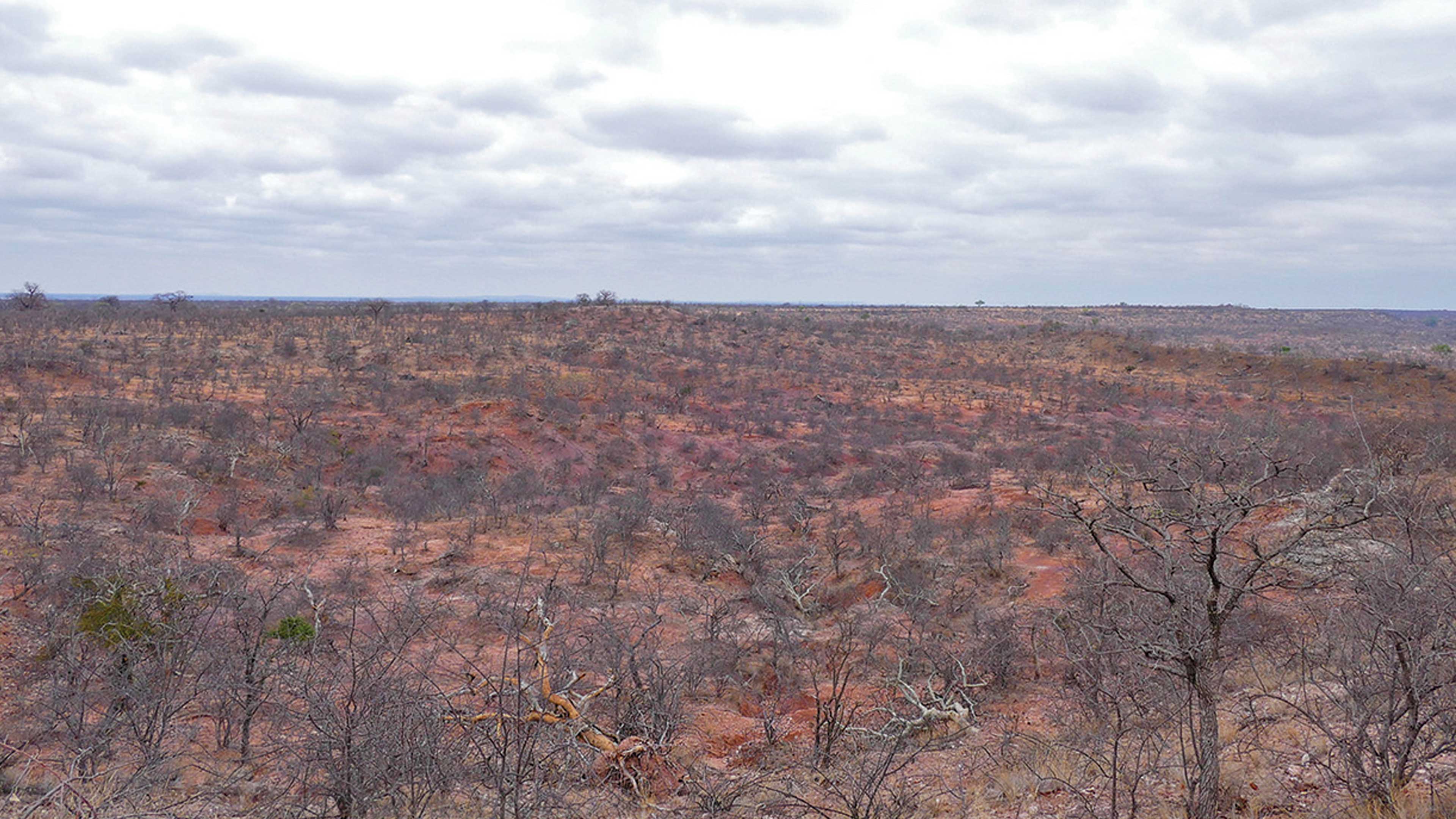 La sequía y el calor extremos destruyen bosques