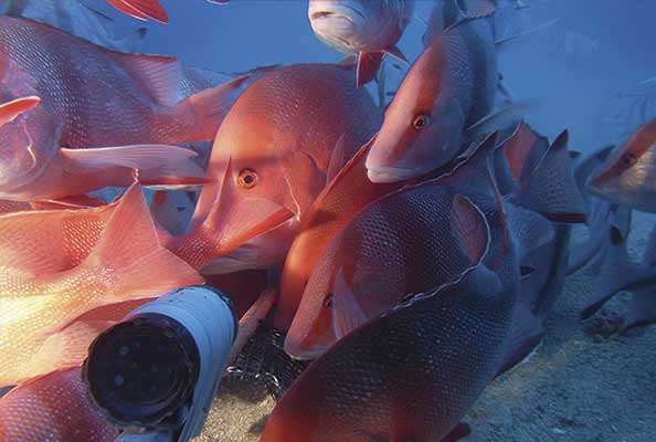 Imagen principal del artículo La sinfonía del mar y el estruendo humano