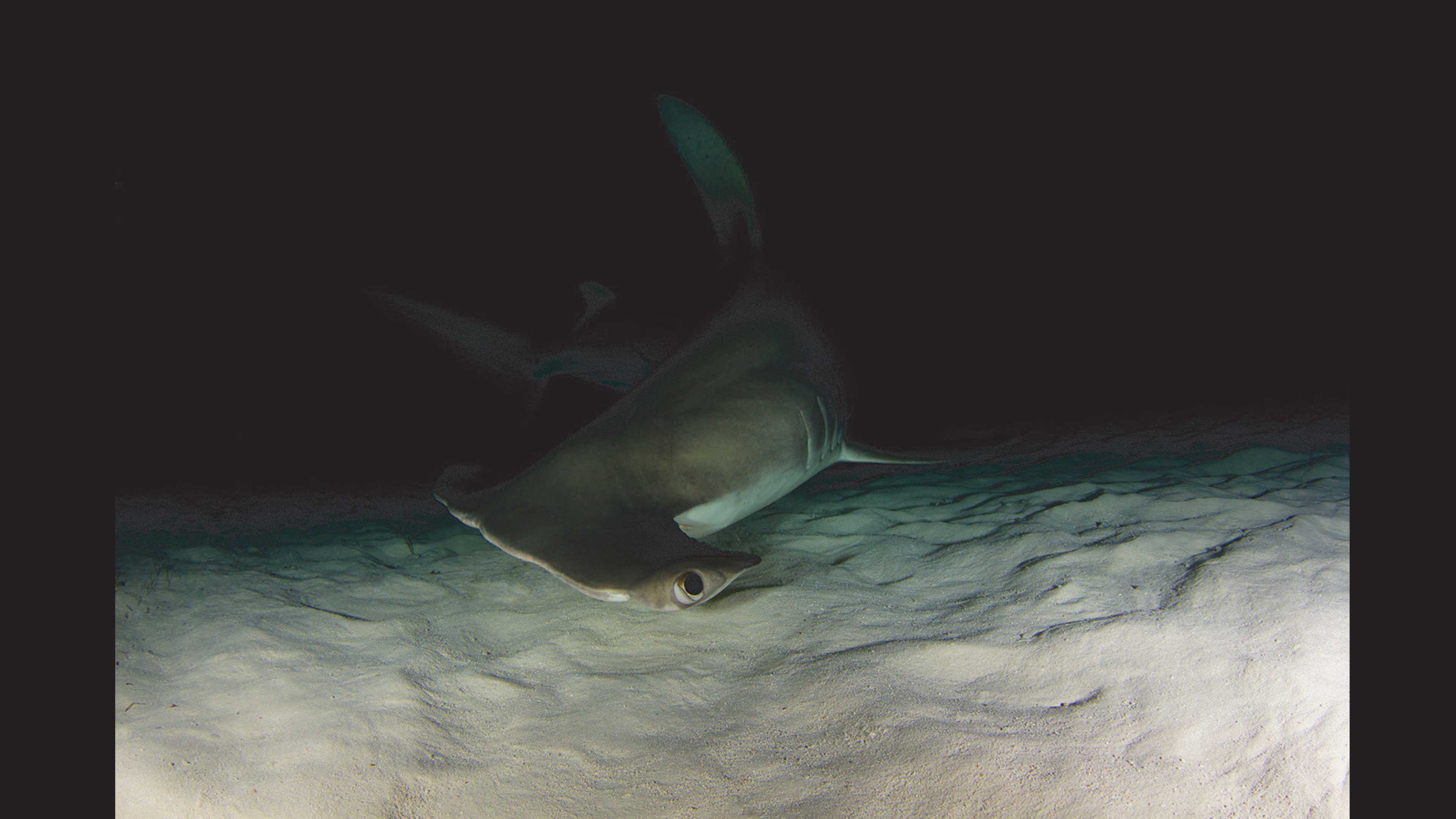 Tiburones, rayas y mantarrayas