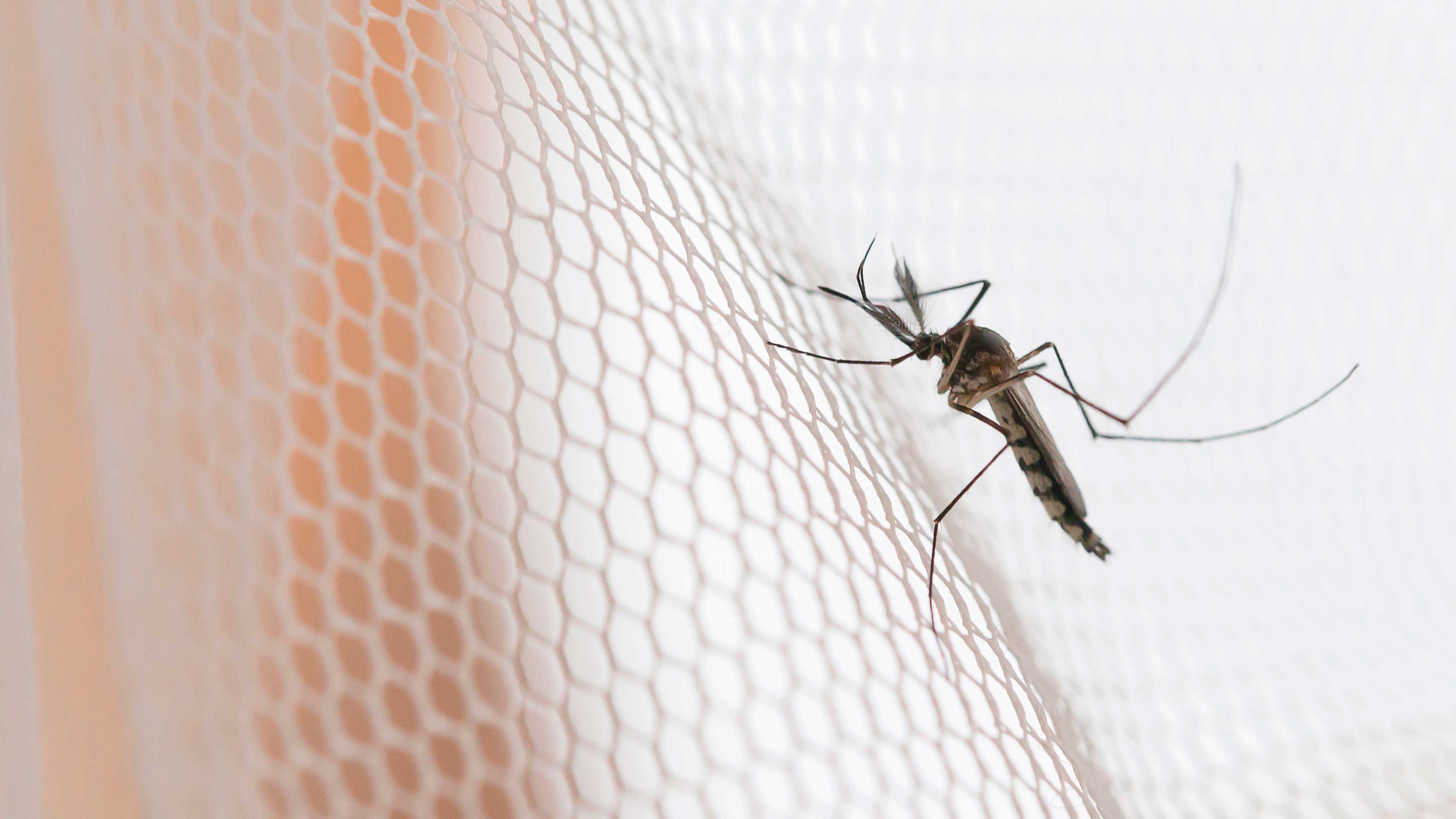 ¿Qué atrae a los mosquitos?
